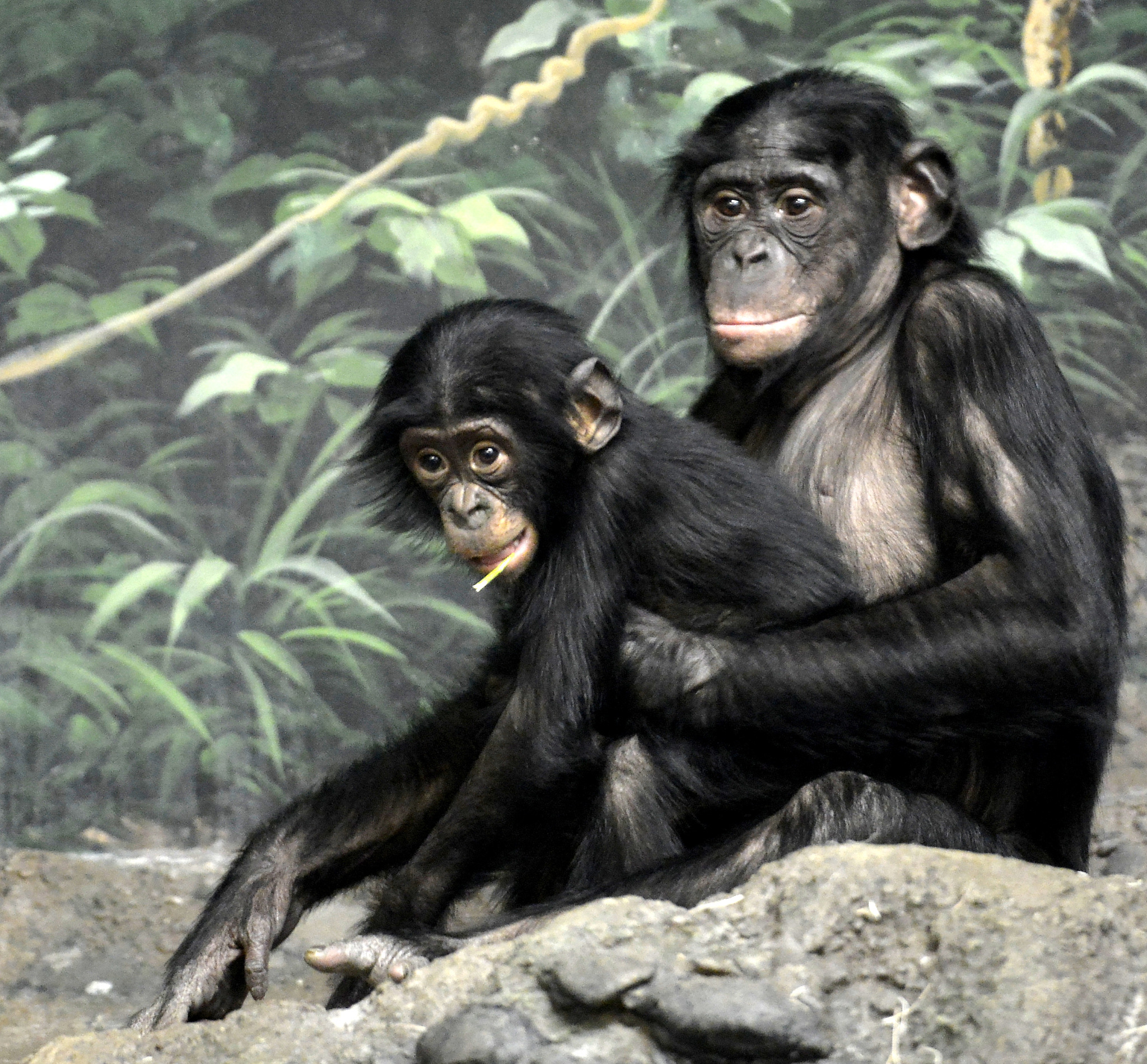 人类的进化：从灵长类动物到智人