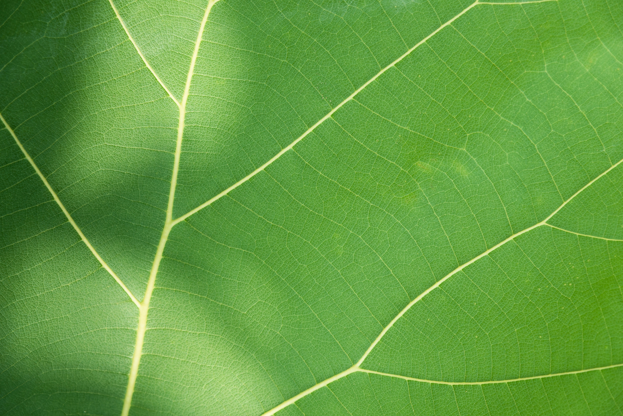 植物生长重要的生理过程
