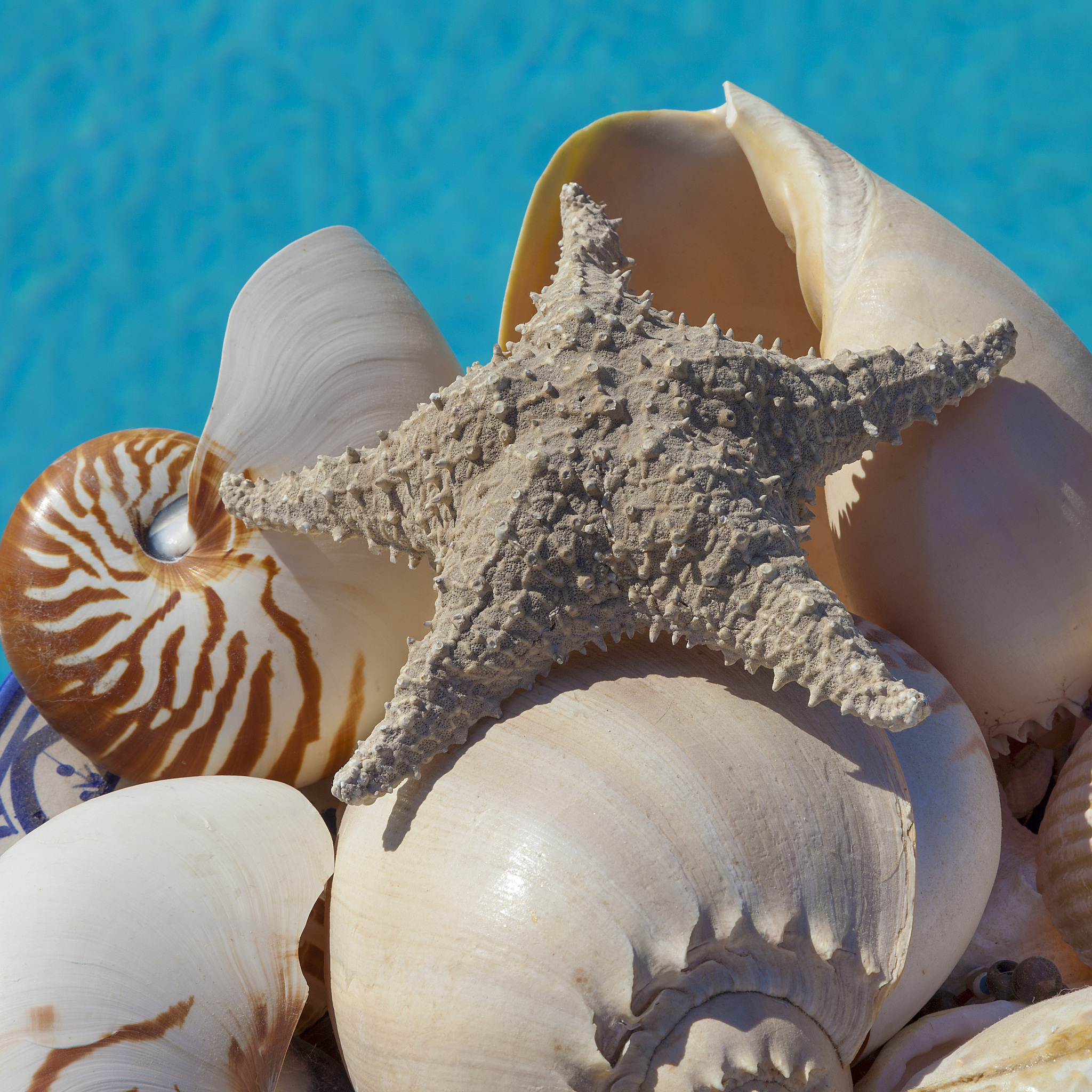 瓣鳃纲贝类的寿命一般比其他贝类短回答+拓展