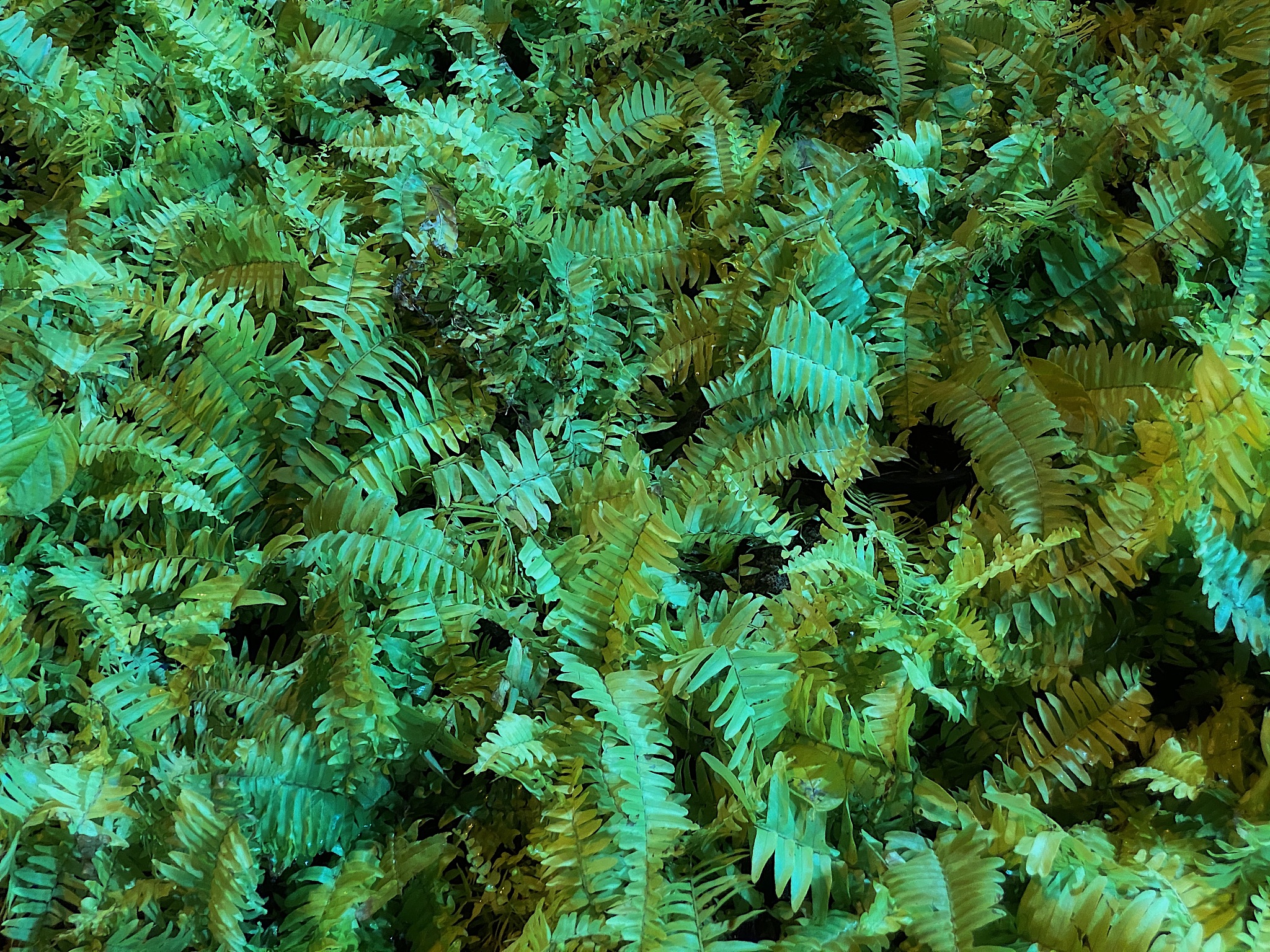 close-up green and yellow fern background .