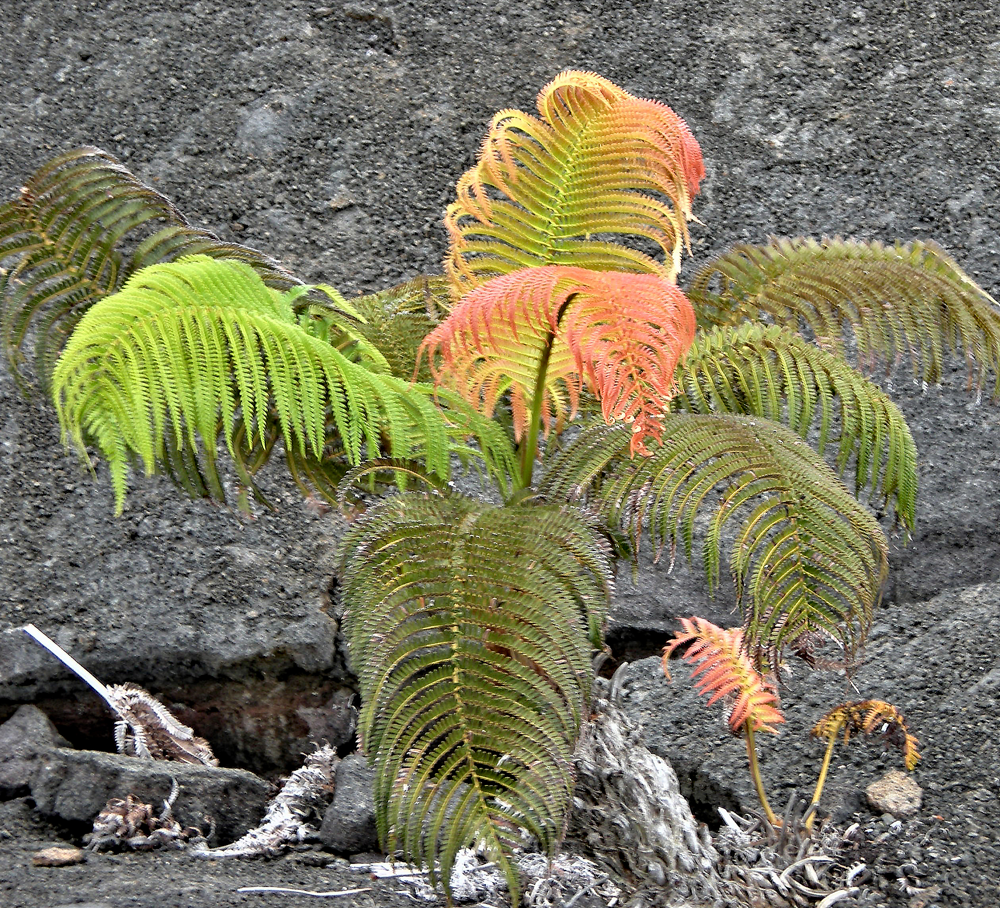 翻译成英文：我们在本次研究中一共获得5个转基因拟南芥株系。在试验过程中我们主要在穴盘容器中进行主要考虑到测定存活率和离子渗透的植物材料生长条件更加统一却数量大。而文稿所用的图片仅保留了必要拟南芥植株处理材料进行了拍照。对于正常生长条件的拟南芥植株材料我们已经补充到补充材料图S7中。