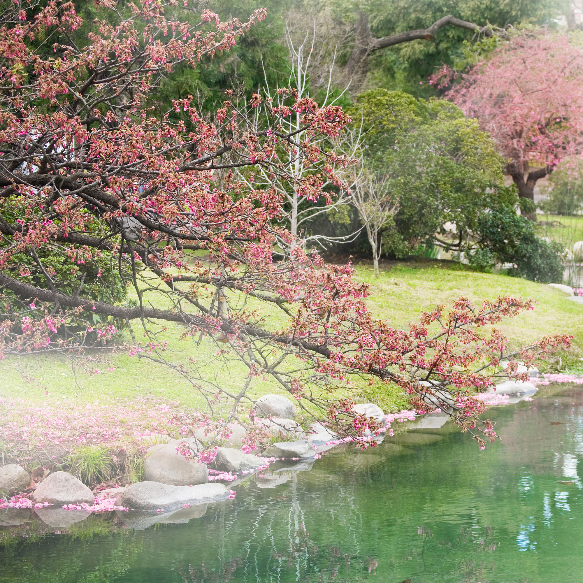 春回大地 | 沁园春·春景 (模仿毛泽东词牌)
