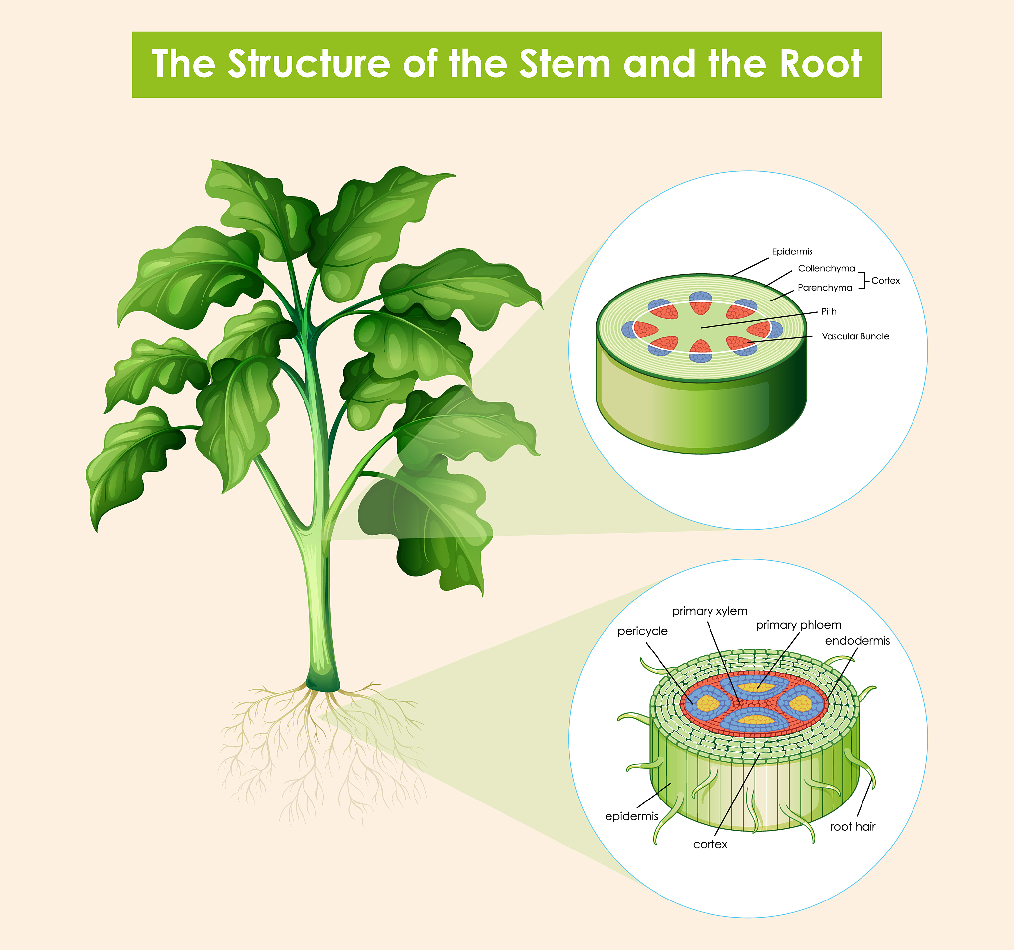 环境与实验植物学 (Environmental and Experimental Botany) 期刊: 植物科学研究平台
