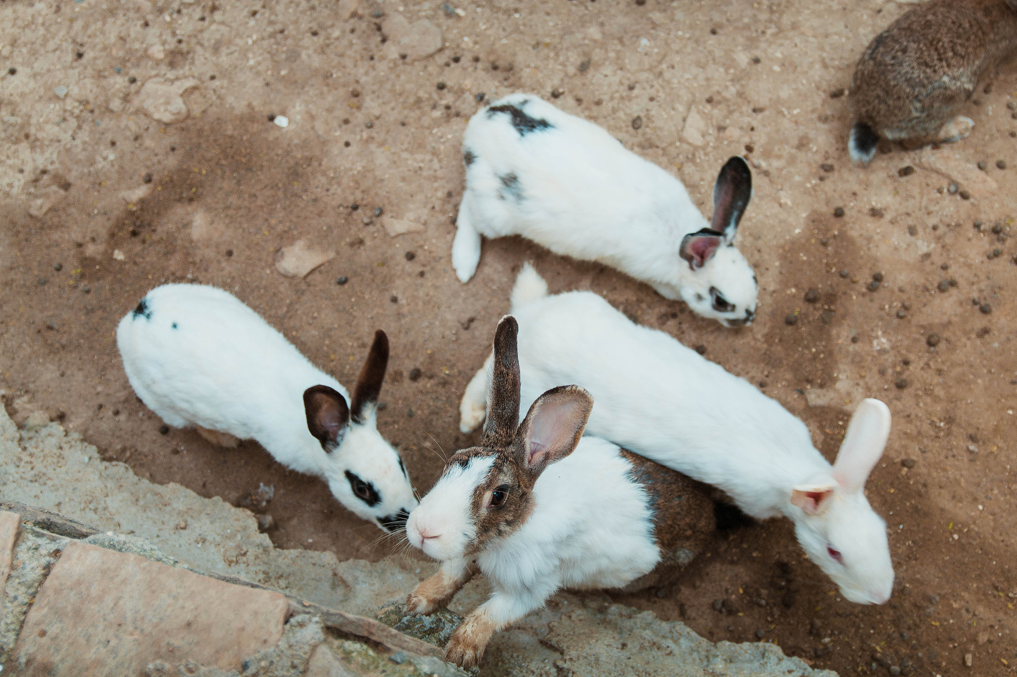 未断奶的野兔子怎么养？1 准备好饲料：未断奶的野兔子需要喝母乳如果母兔不在身边可以用专门的野兔子奶粉代替。同时也可以为野兔子准备一些新鲜的草和蔬菜如胡萝卜、菜叶等。2 给野兔子提供一个舒适的住所：可以用一个小盒子或者笼子作为野兔子的住所里面铺上干草或者木屑保持干燥和清洁。3 给野兔子提供温暖的环境：野兔子需要保持温暖可以在住所里放置一个加热垫或者热水袋但要注意不要让野兔子直接接触到热源。4 定时喂