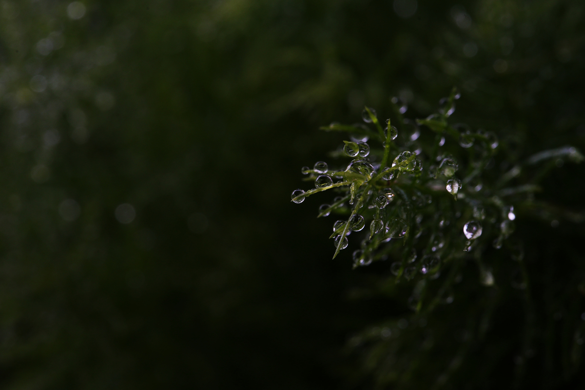 春雨的特点：细腻柔和，润物无声，清新怡人