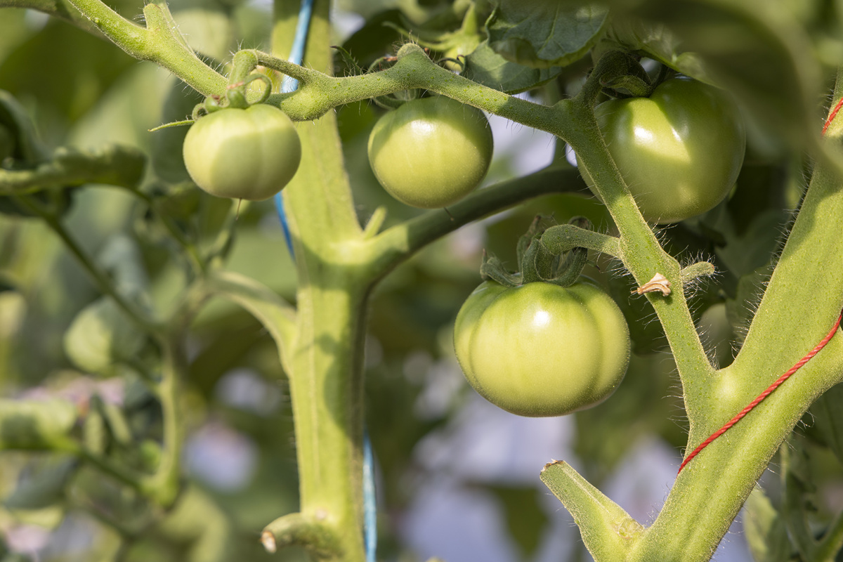 西红柿常见虫害识别及防治方法