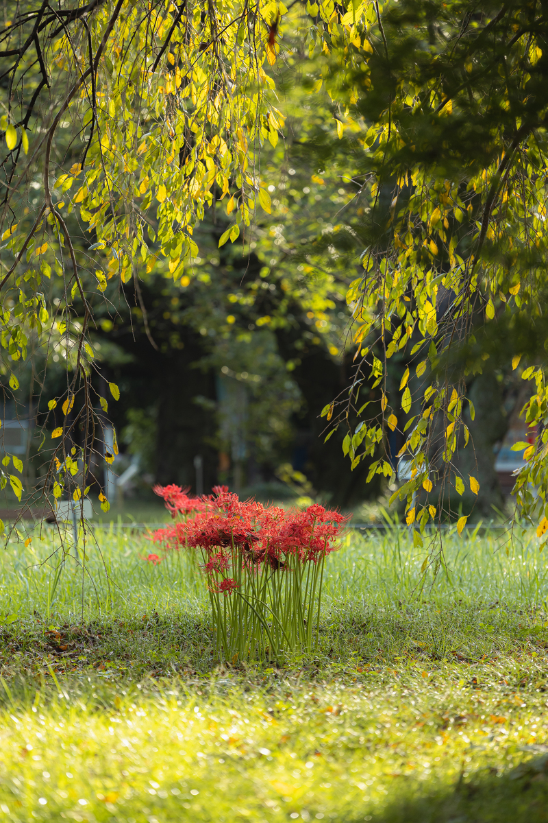 秋日漫步：公园里的美好时光