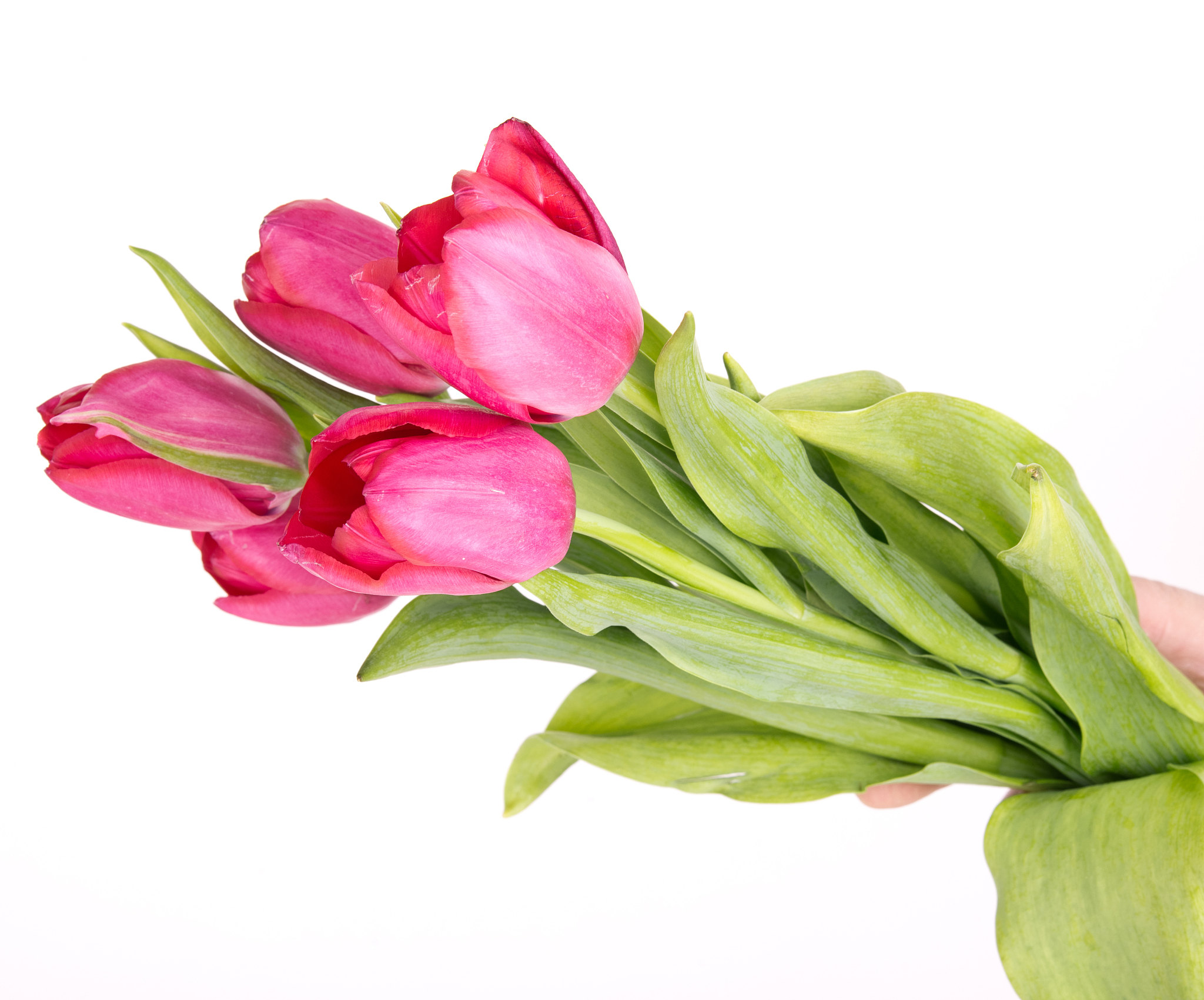 pink tulips in a female hand