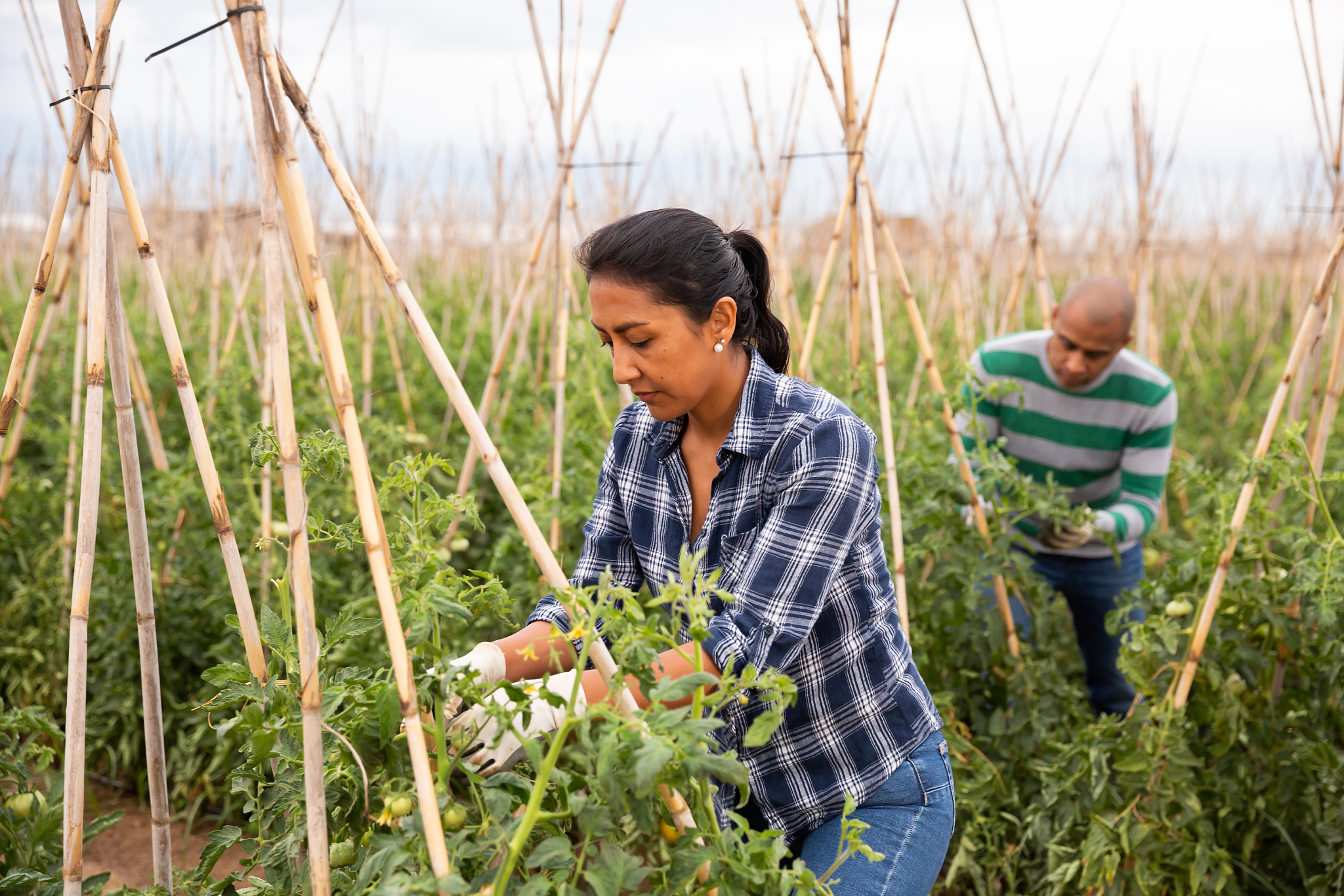 曲靖农业技术学校2019年五年制大专招生专业计划