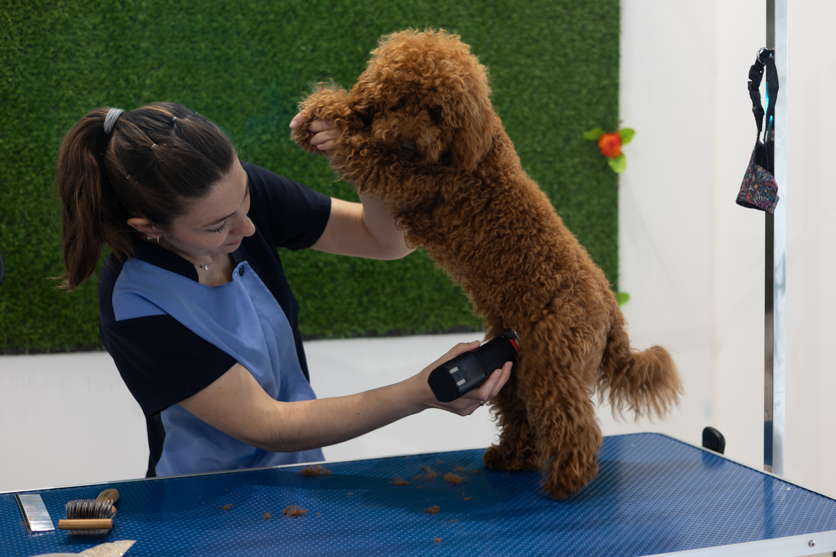 宠物养护与驯导专业简介