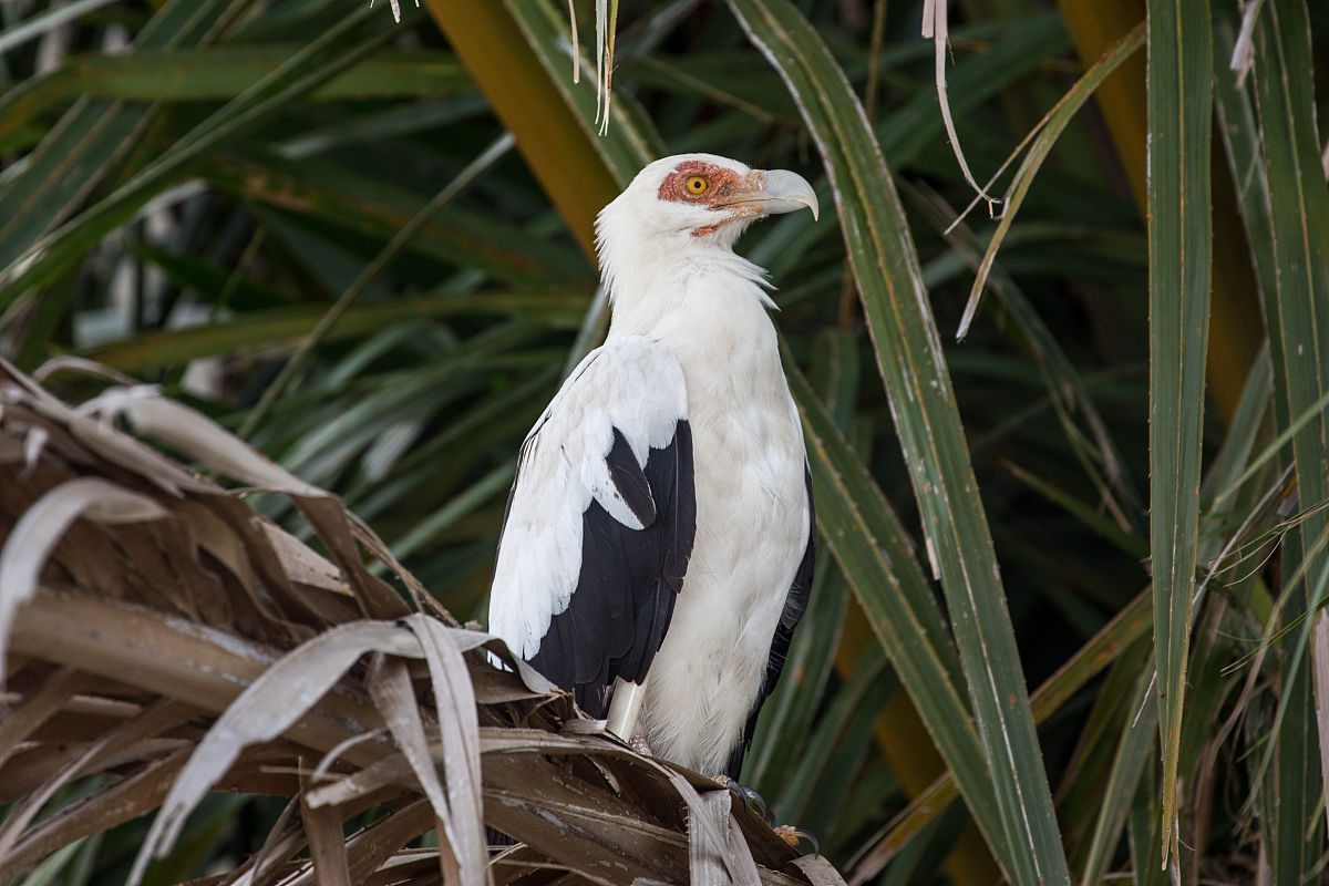 孔子鸟为什么叫孔子鸟？