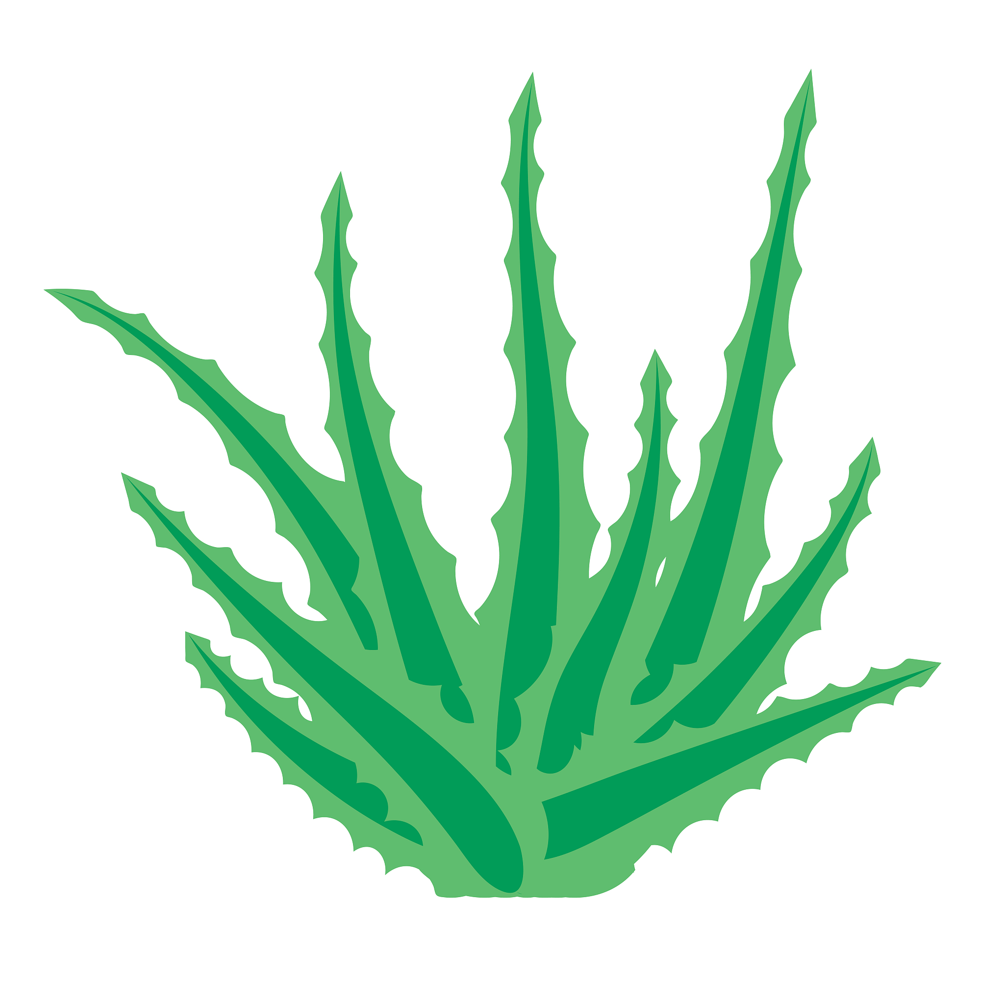 aloe vera, succulent plant, flower isolated on white background.