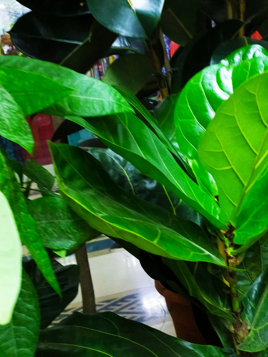 竹兰 - 深绿色叶子的观赏植物