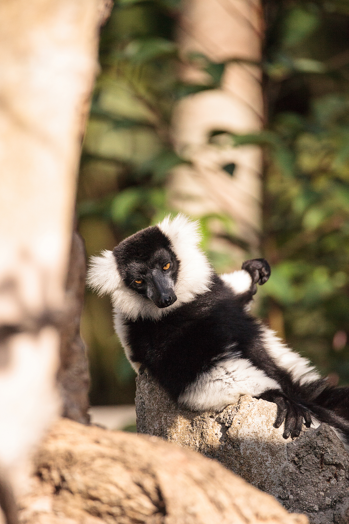 black and white ruffed lemur varecia variegate