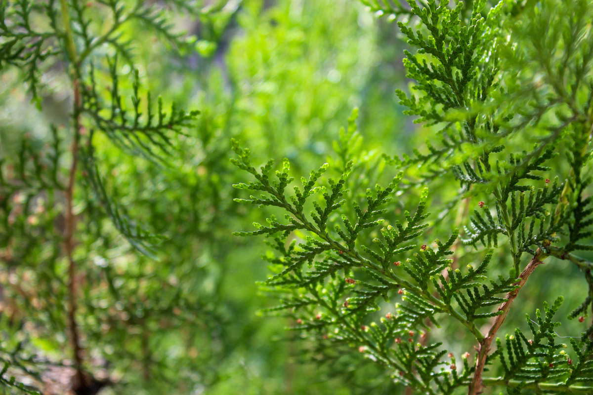 5种对生态有保护作用的文化植物，助力绿色发展