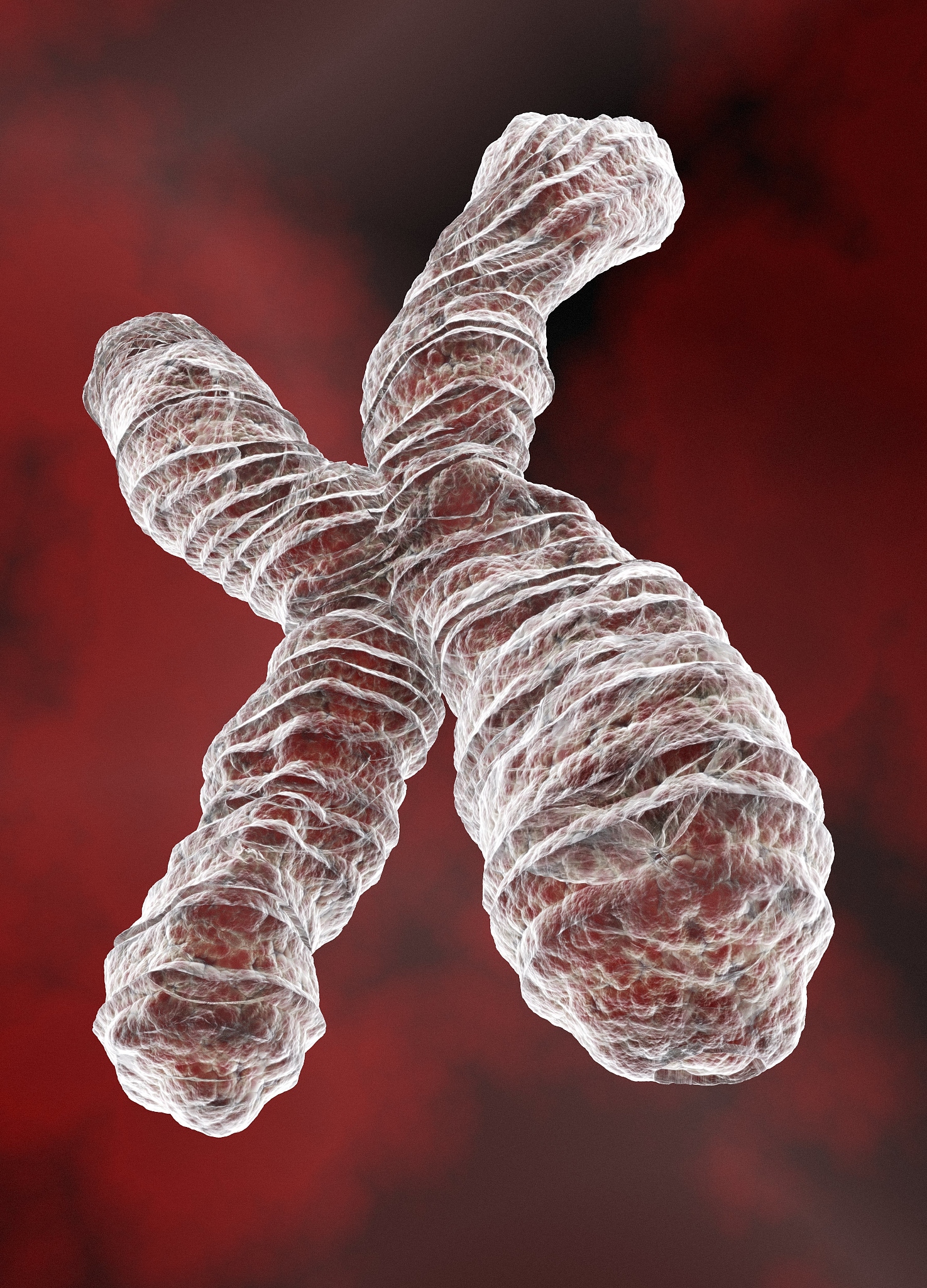 <strong>x</strong> chromosome