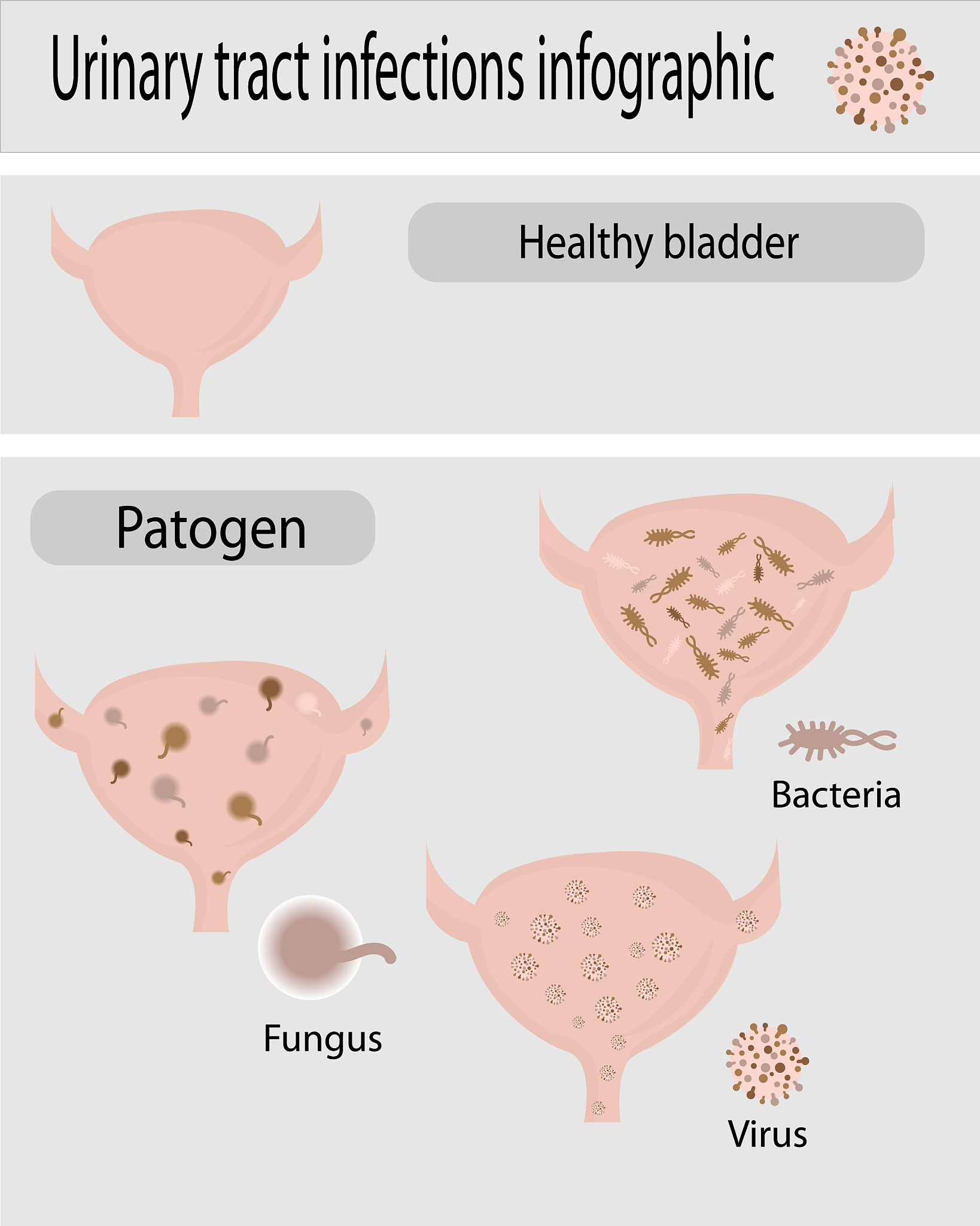 猫应激引起的下泌尿道综合征诊断和治疗的重要性