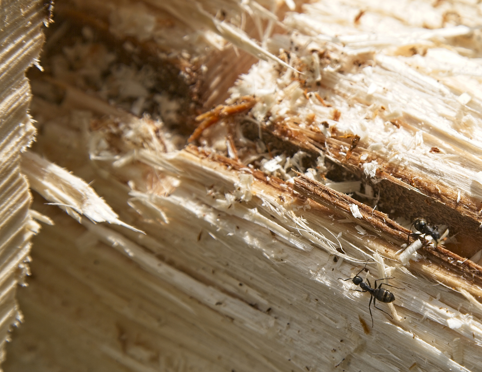 black ants