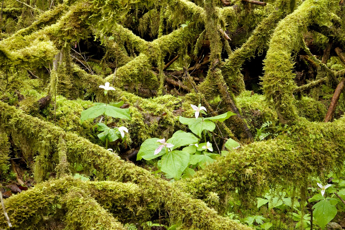苔藓植物分布范围：从极地到热带