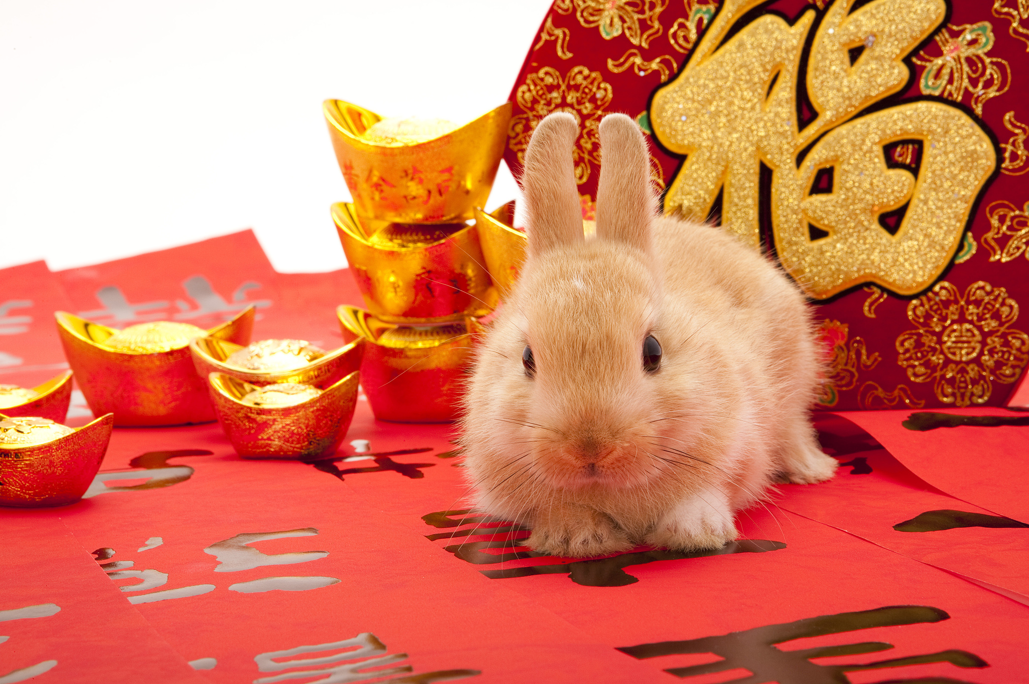 属蛇人逢兔年。其年运走沉沙东奔西走。只为利禄功名；犯天狗星晦气重重。喜天中日照贵人暗助。岁末鸿运渐至吉事初生。是什么意思