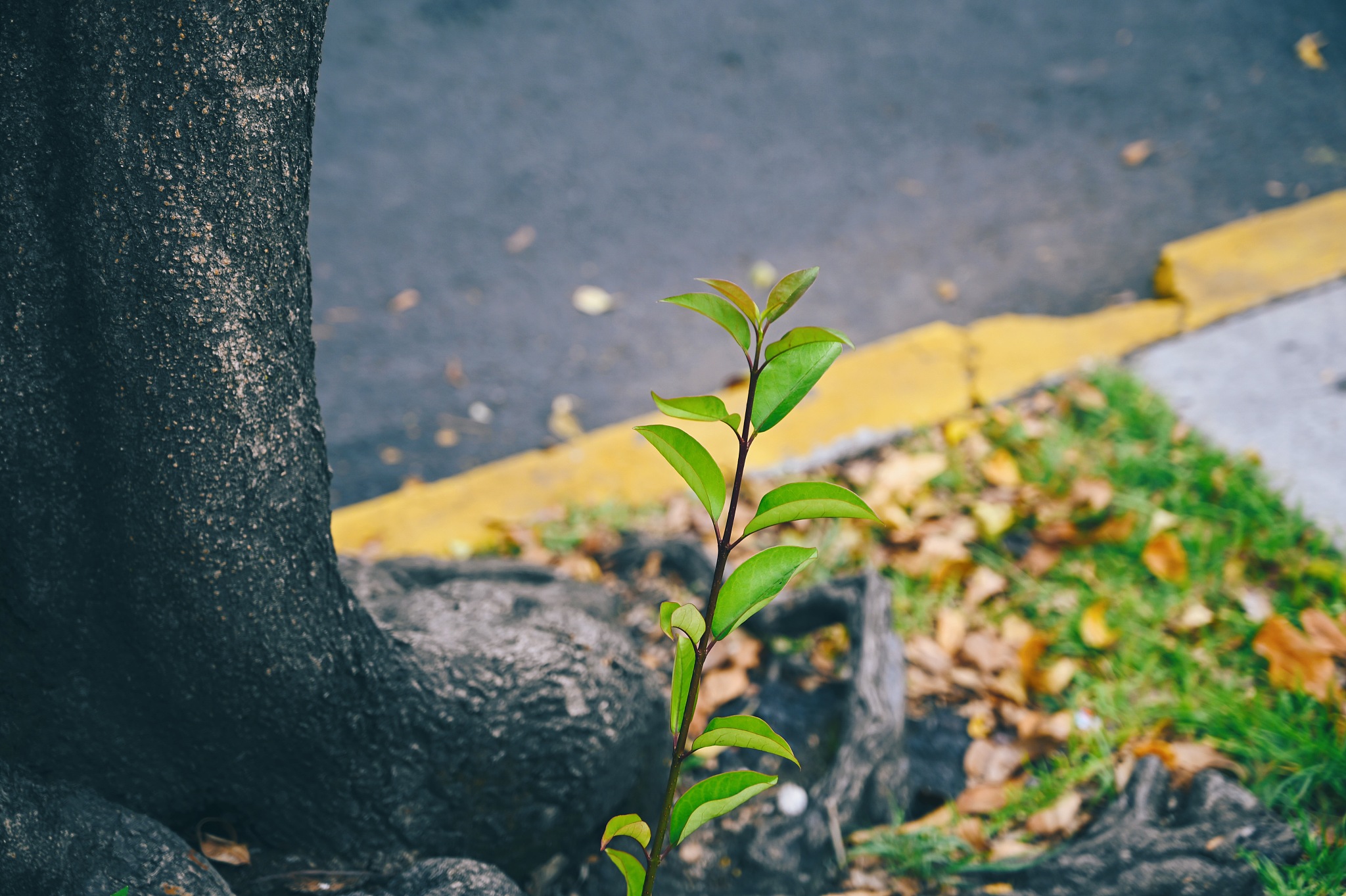 万物生长深层的意思