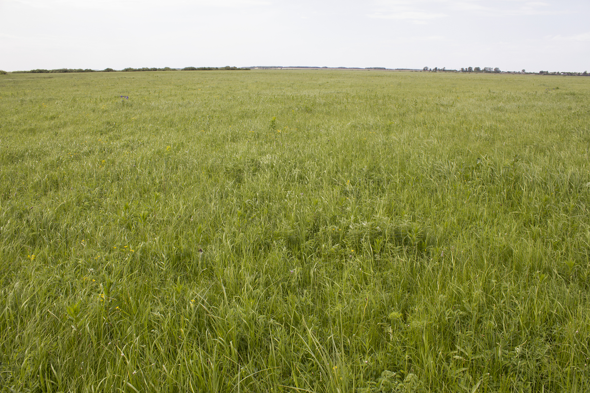 field with a grass