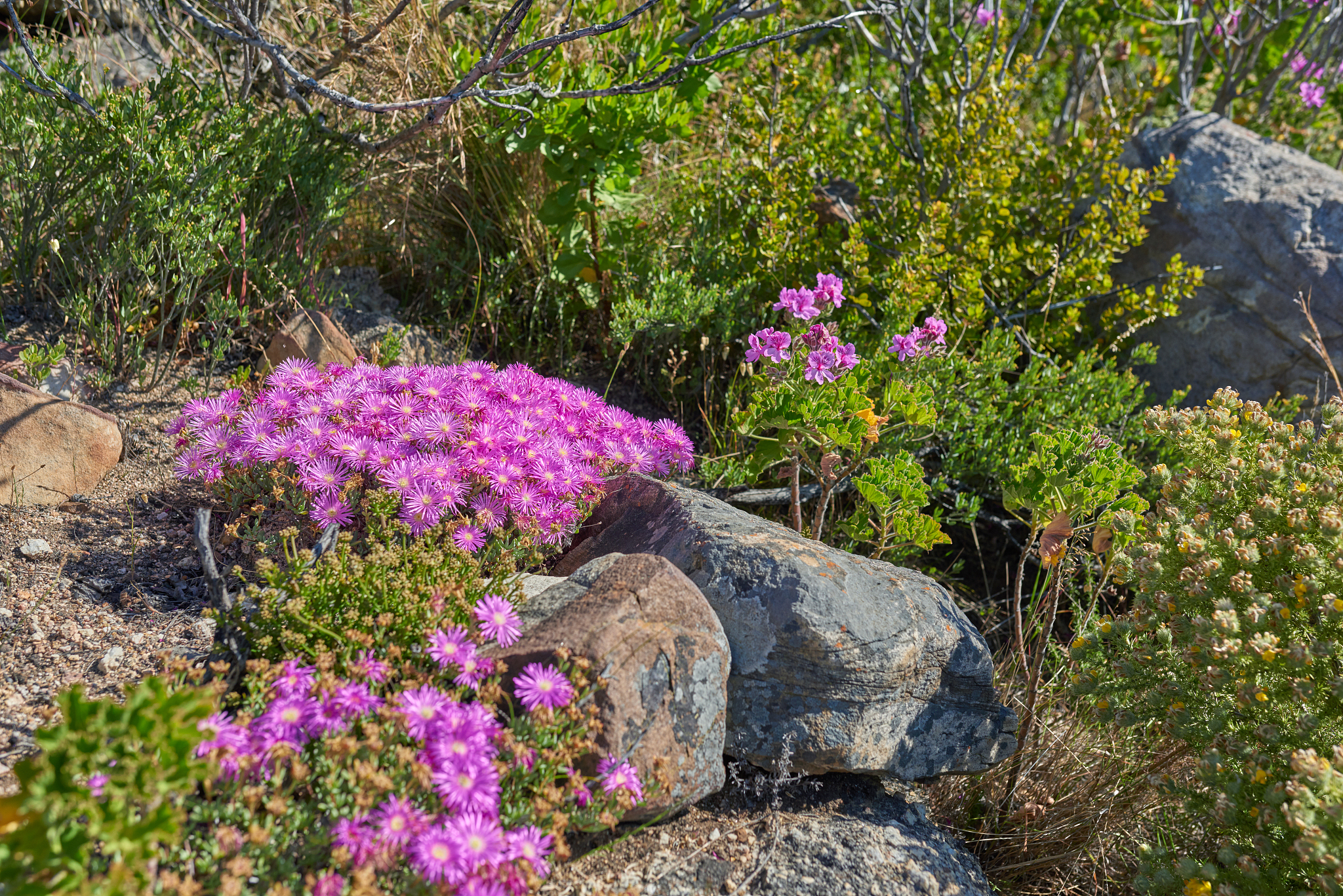 春日登山，瀑布花香，美景与好友同行