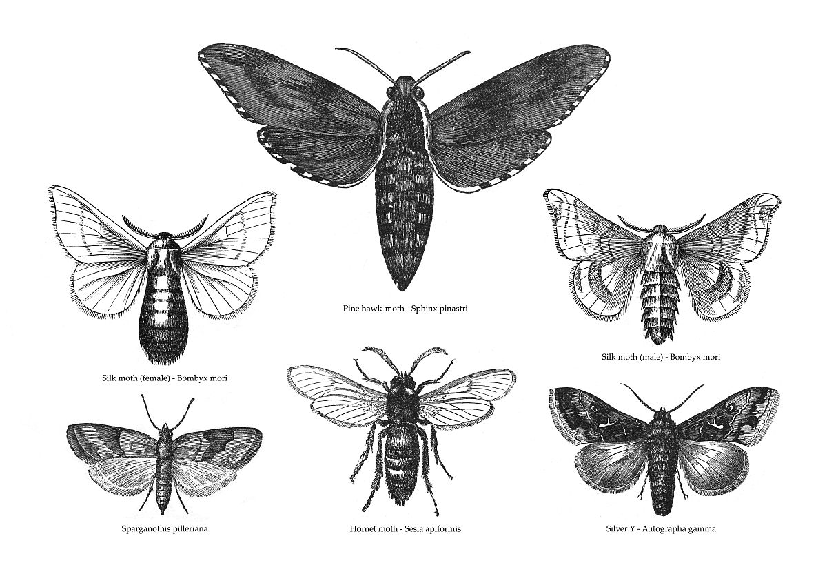 姓王龙凤胎取名大全：寓意美好独特有内涵