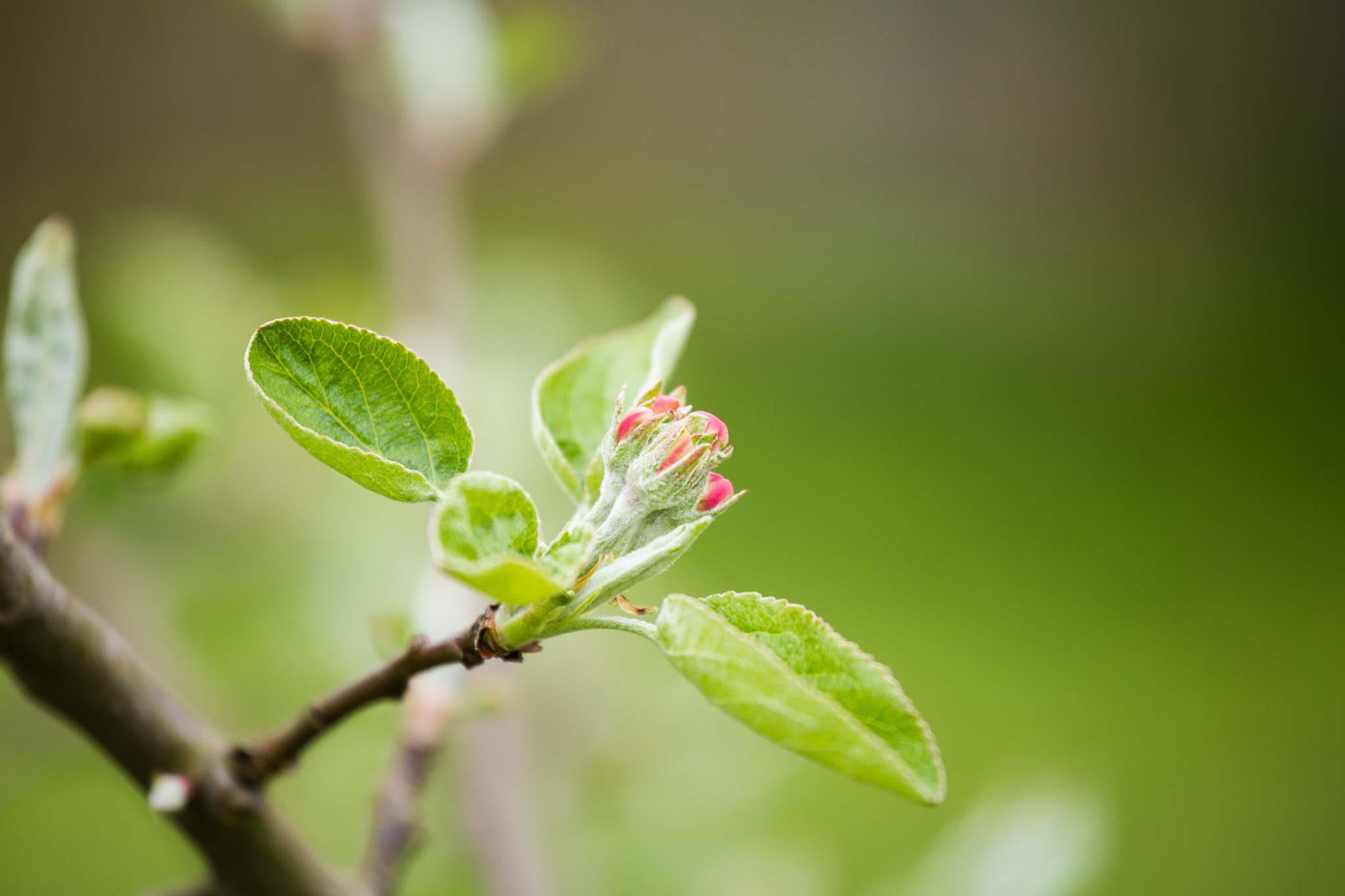 围绕春天生成一句短句，在15个汉字以内