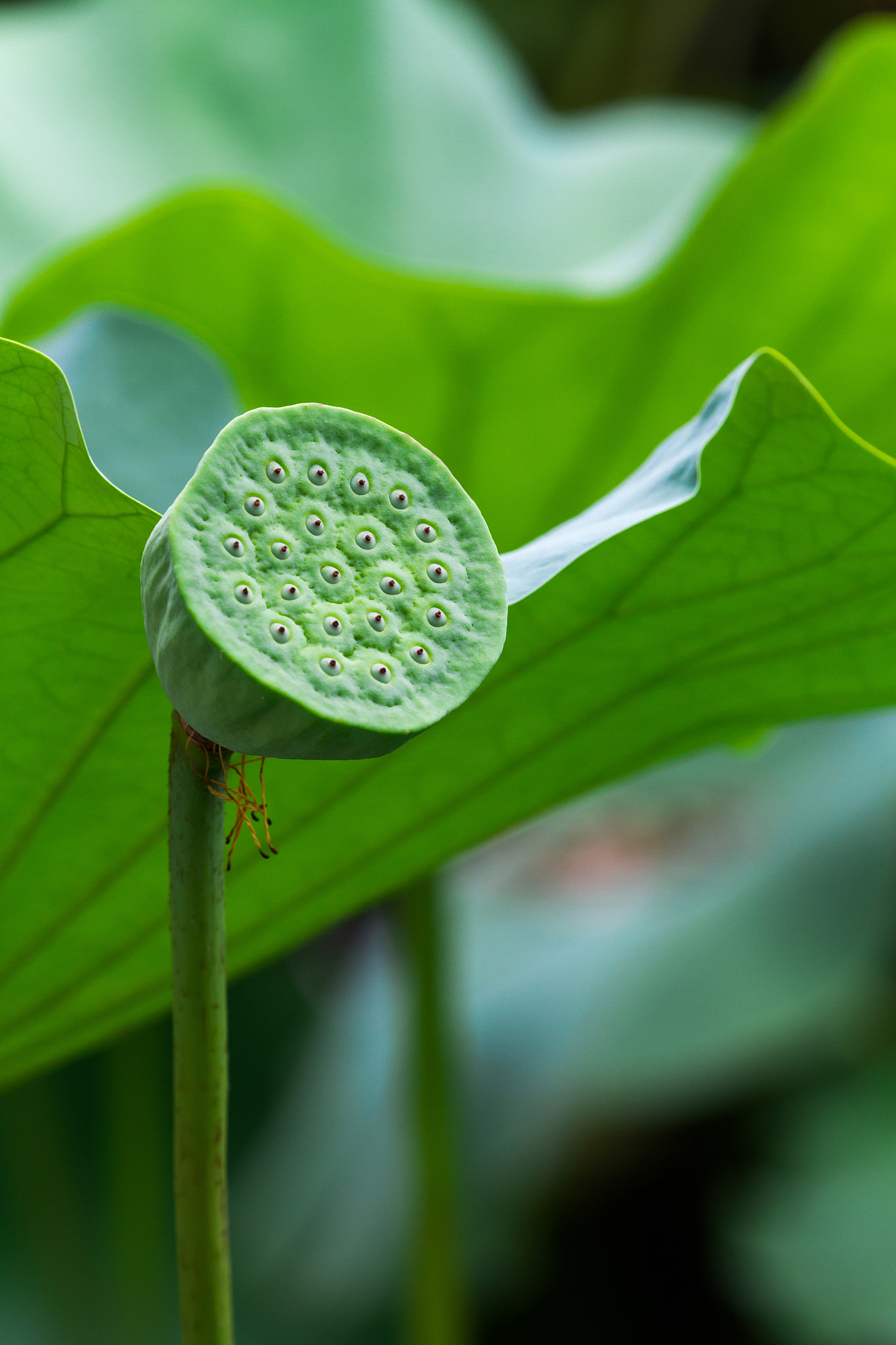 莲蓬保存技巧：第二天依然新鲜！
