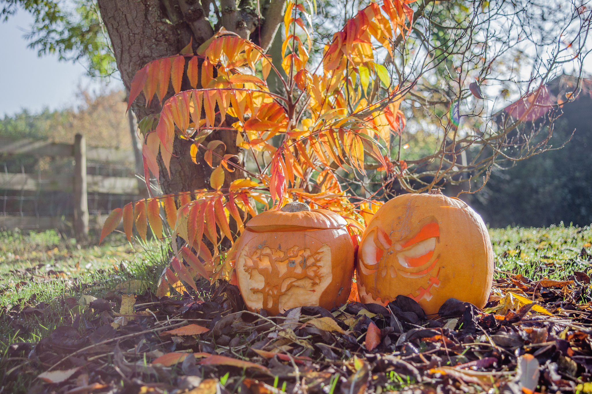 秋天的魅力：多彩的景色、丰收的喜悦