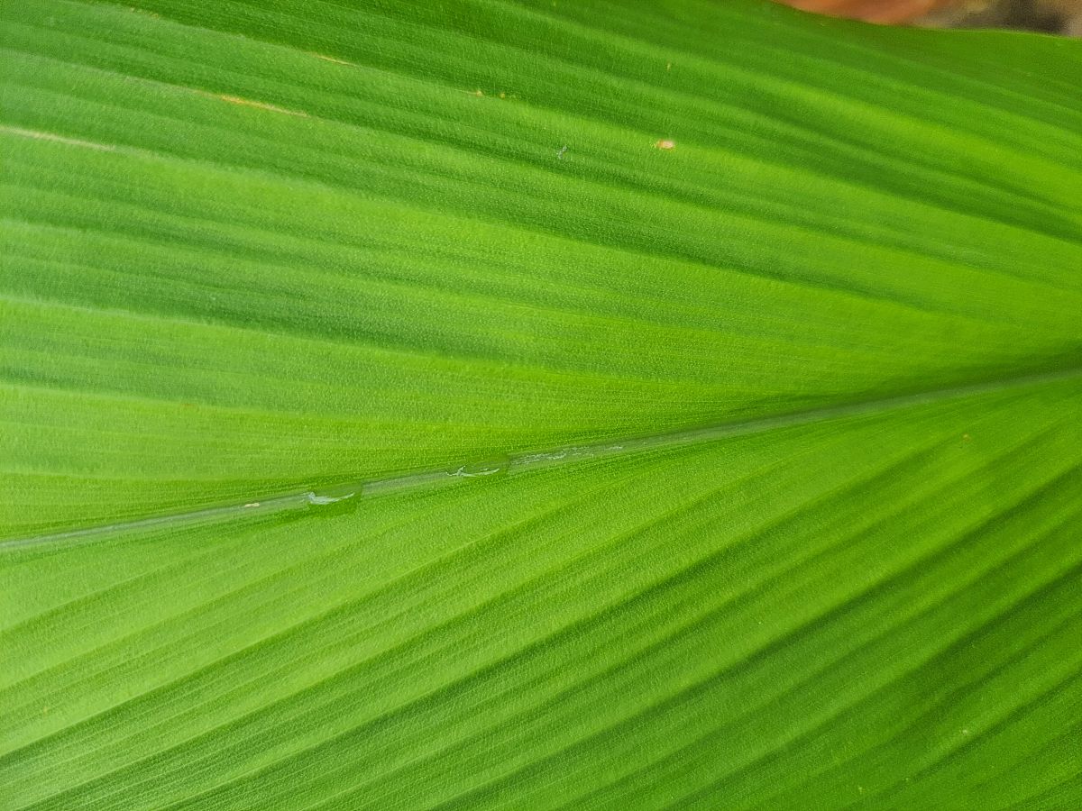 以下是极因康元AKG的产品说明书配料N-乙酰神经氨酸、2-氧代戊二酸、姜黄、酵母那-葡聚糖、西兰花种子水提物、鳄梨、纳豆、吡咯并喹啉醌二钠盐、蔓越莓、茶叶茶氨酸、蝉花子实体人工培植、蛹虫草、雪莲培养物每粒含2-氧代戊二酸AKG300毫克吡咯并喹啉醌二钠盐PQQ5 毫克食用量N-乙酰神经氨酸≤500毫克庆酵B-葡聚糖≤250毫克庆西兰花种子水提物≤18克天、茶叶茶氨酸≤04克天蝉花子实体人工培植≤3