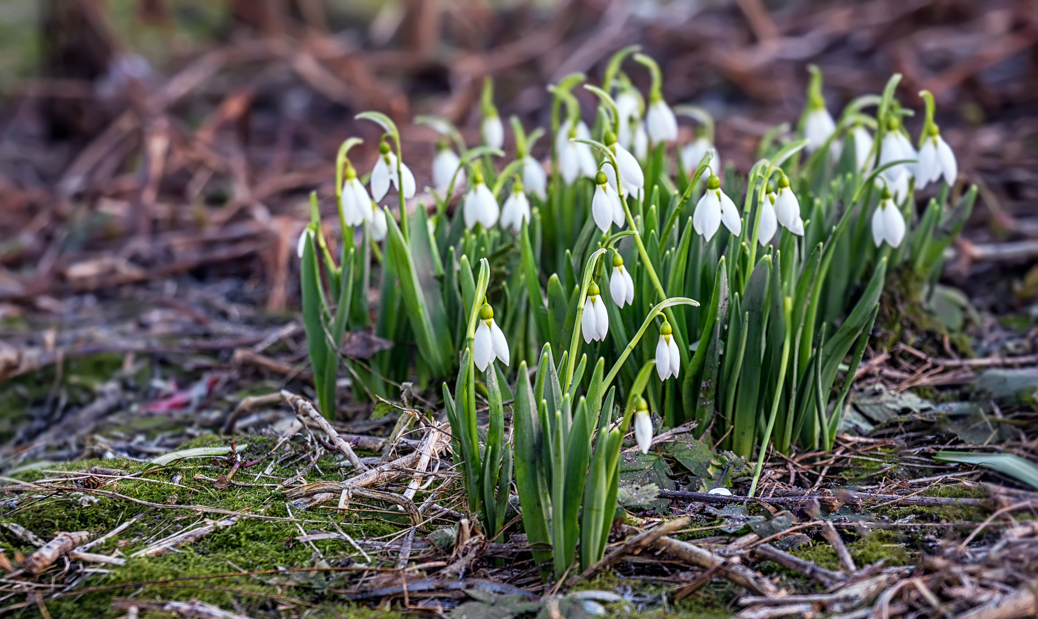 white blooming scilla spring flowers