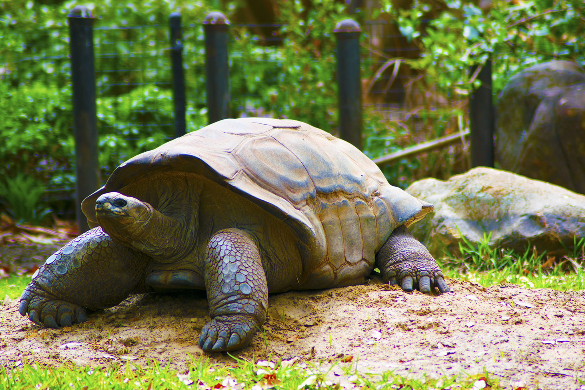 an active tortoise