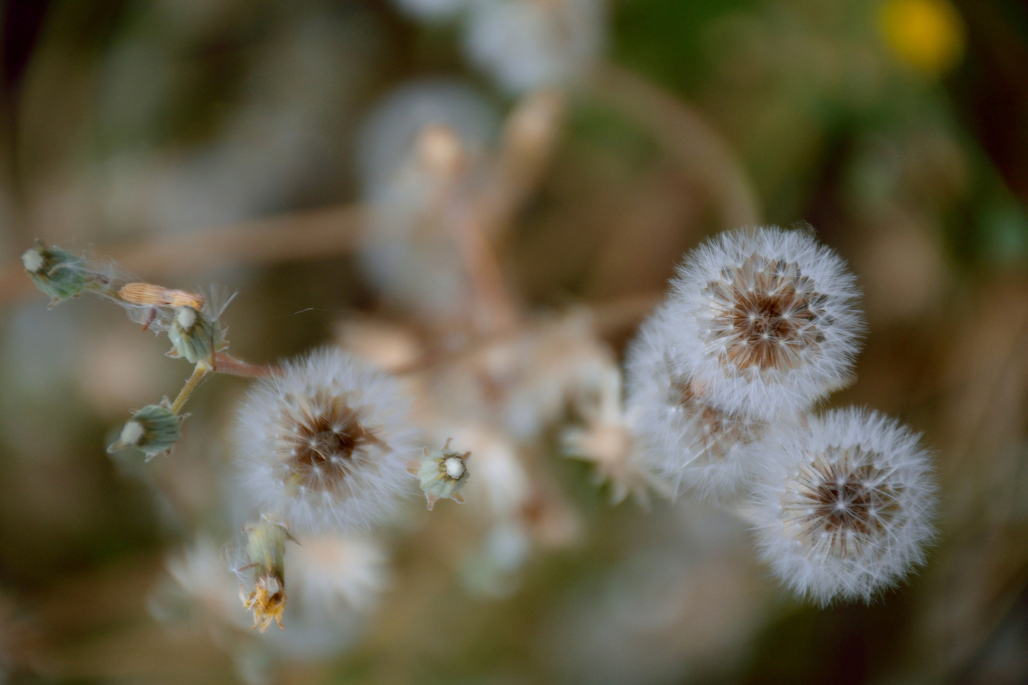 安徽科技学院种子科学与工程专业怎么样