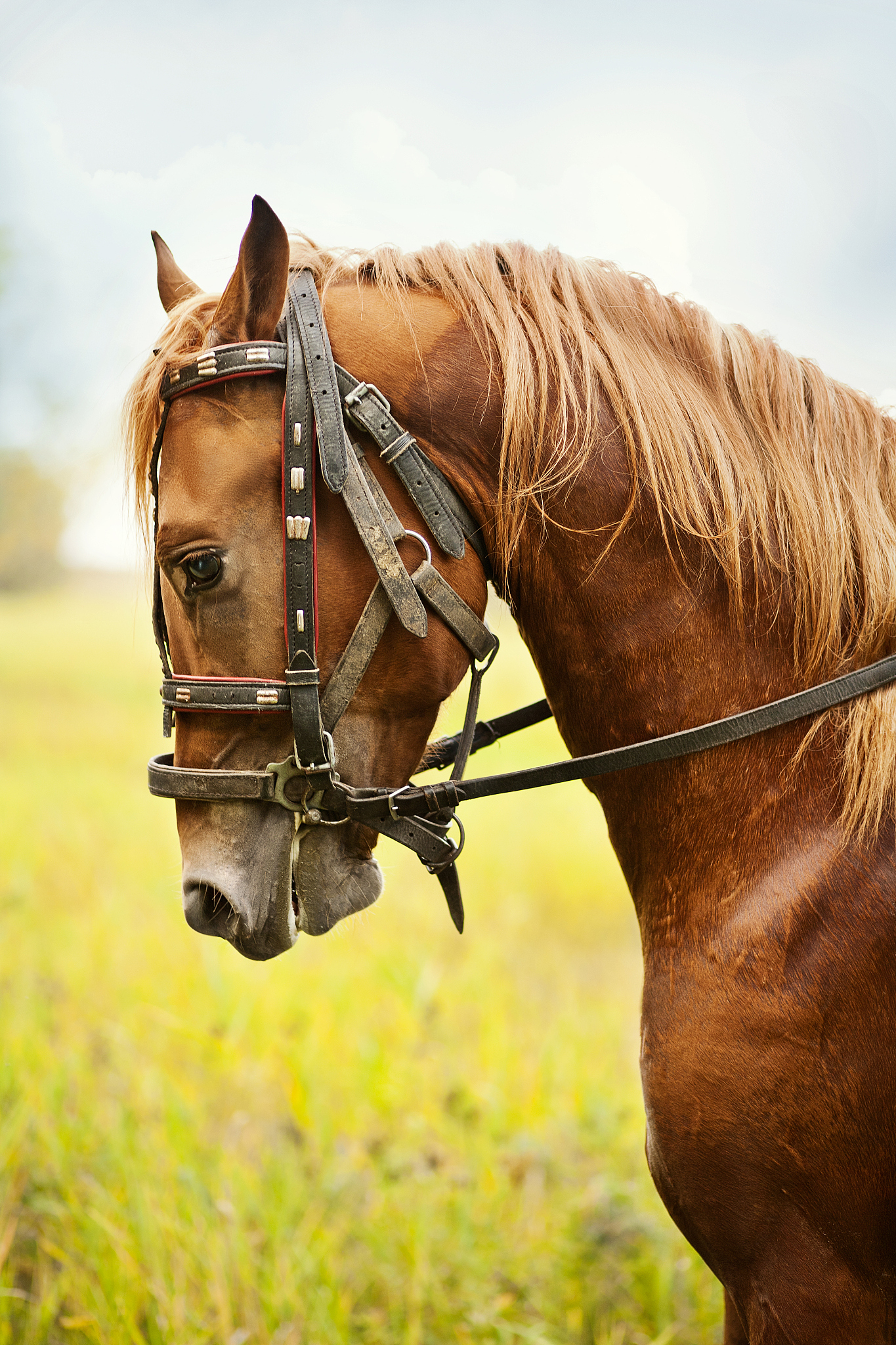 beautiful  horse