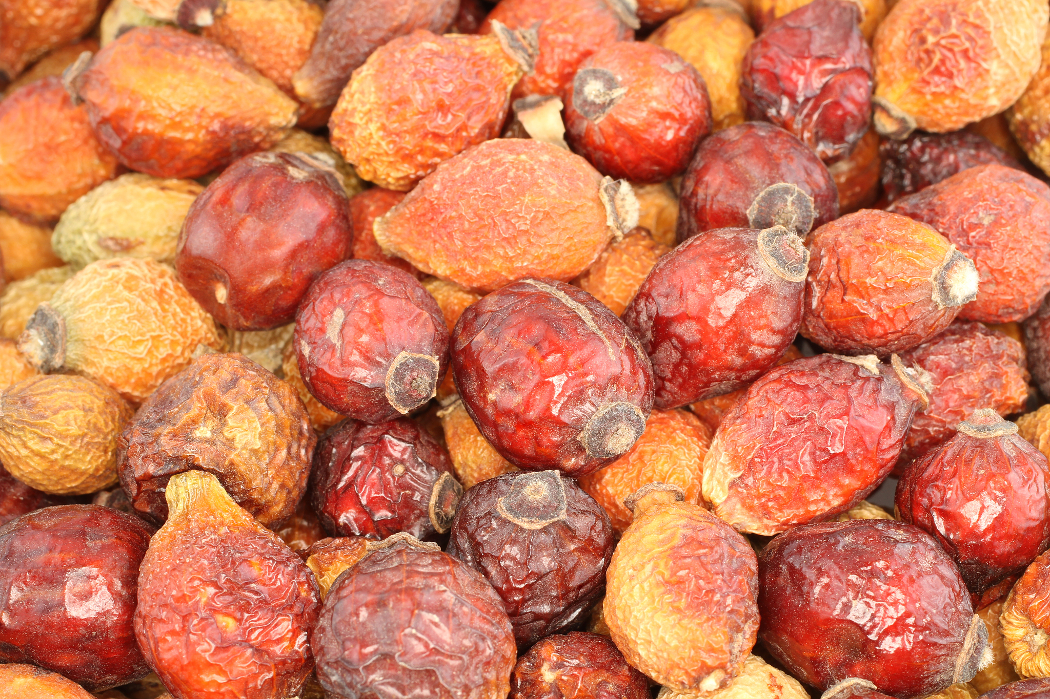 food background - dried rose hips