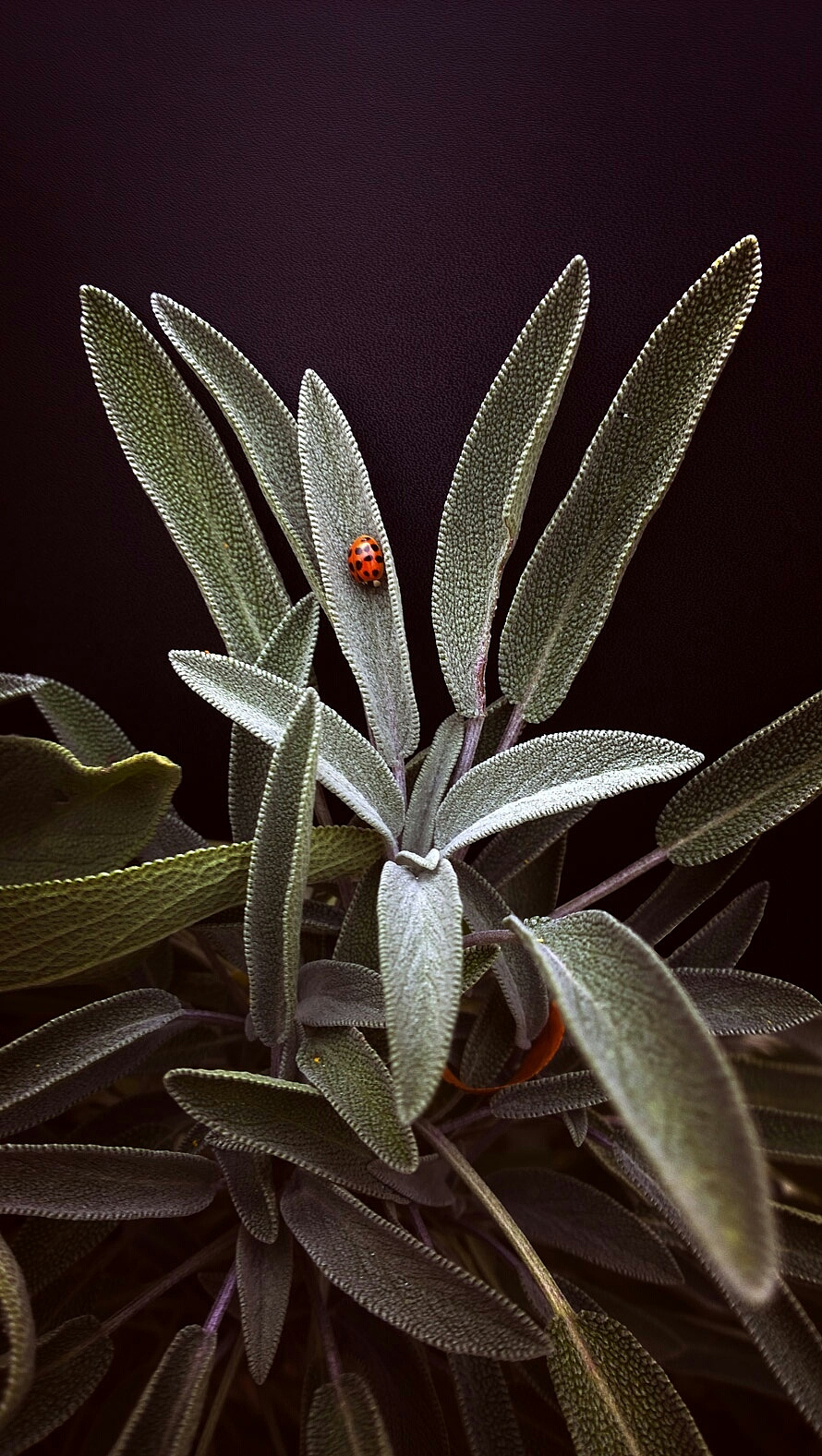 异能都市之须佐能乎手游更新日志