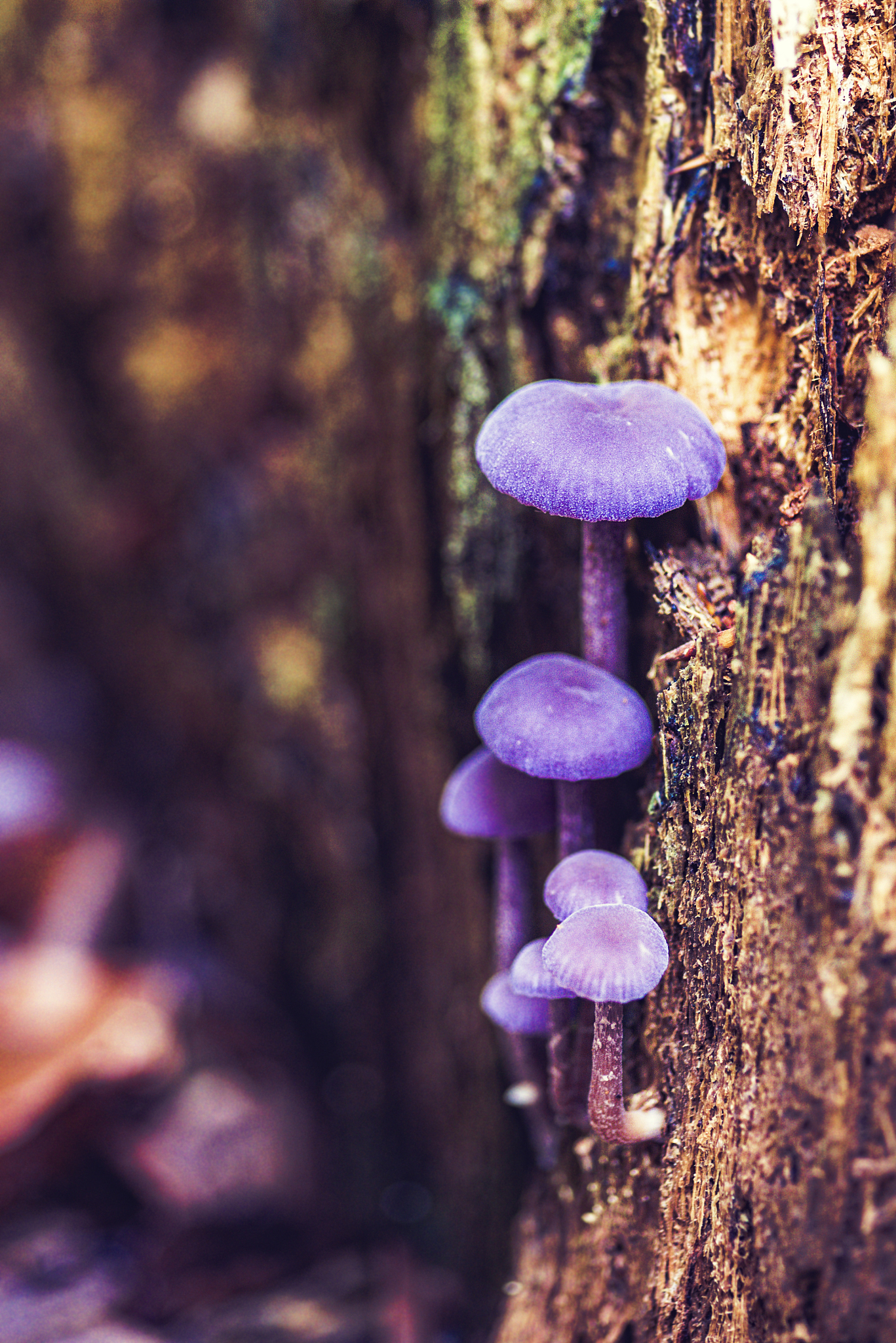 ここに問題とした茸の価値は、茸の使用価値でもなければまた交換価値でもない。が、これらの価値の間に一定の連関の存することは否み難いであろう。いわゆる「価値ある物」は何ほどかこの茸と同じき構造をもつと言ってよい。翻译成中文