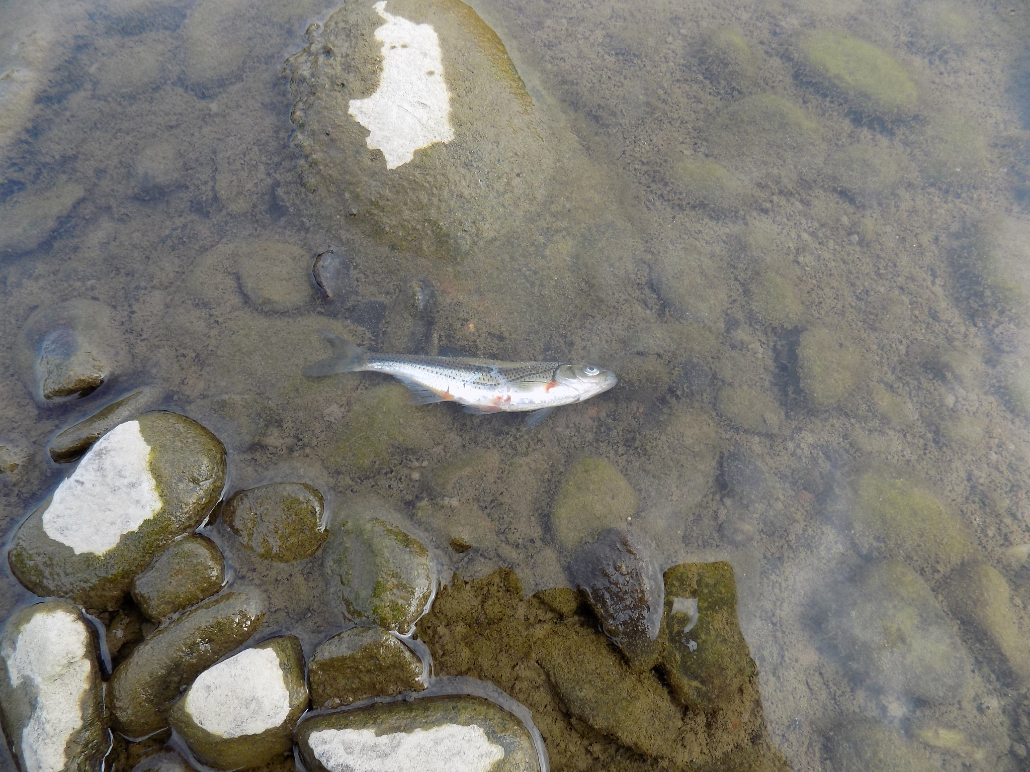 高原鳅属鱼类适应了高原环境是拉萨河鱼类群落的绝对优势种