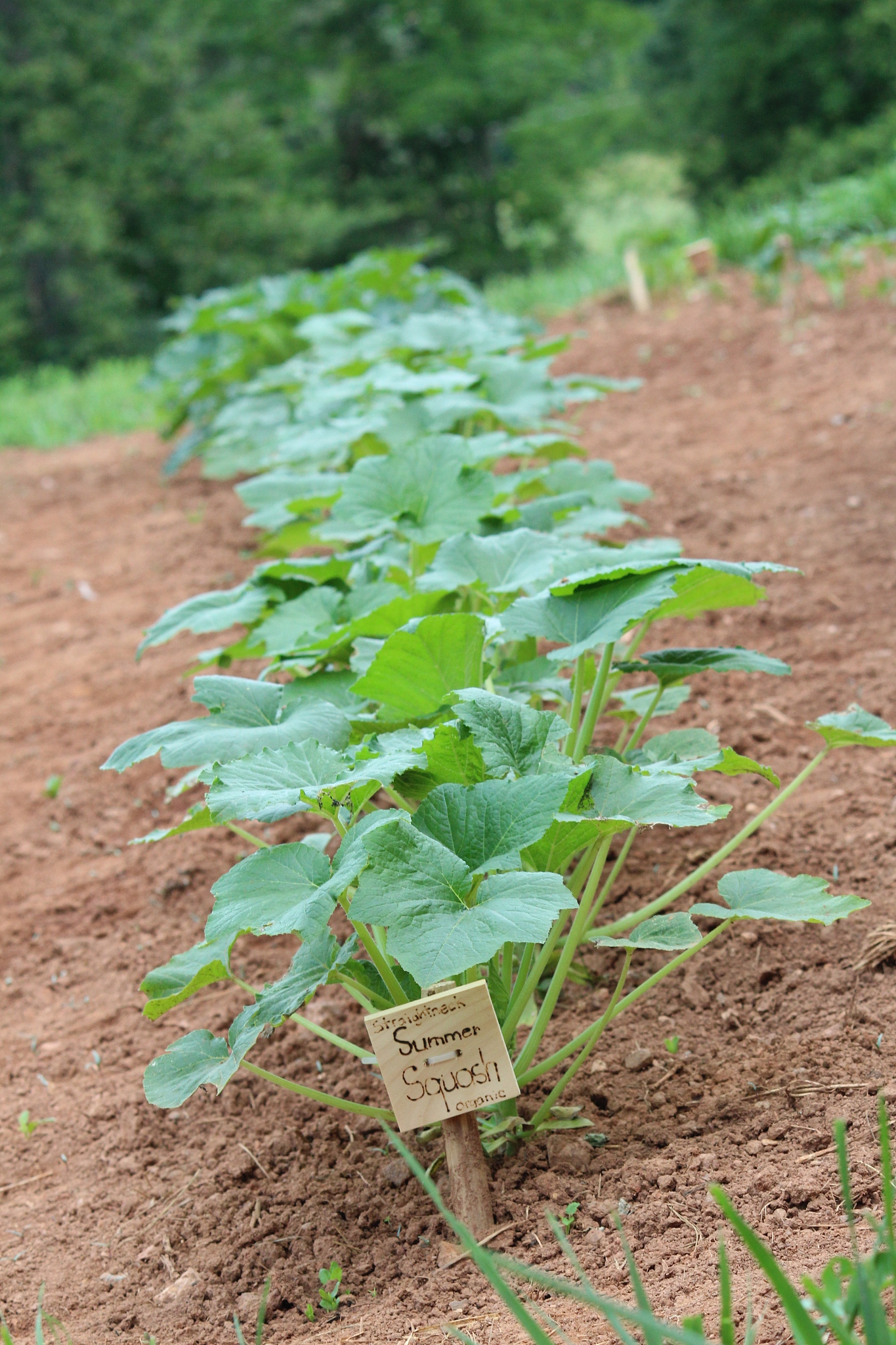 row of squash plants growing in a vegetable garden