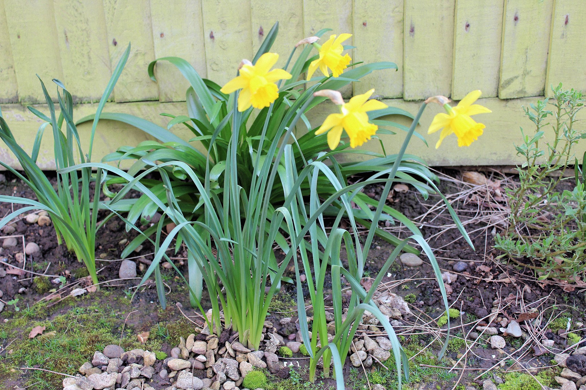 daffodils in spring