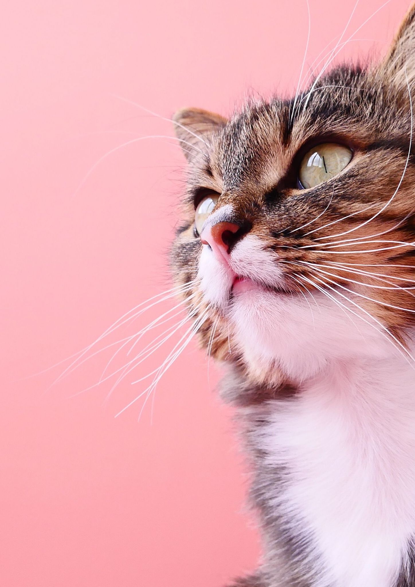 开发通用猫表达载体用于工程化猫化抗体