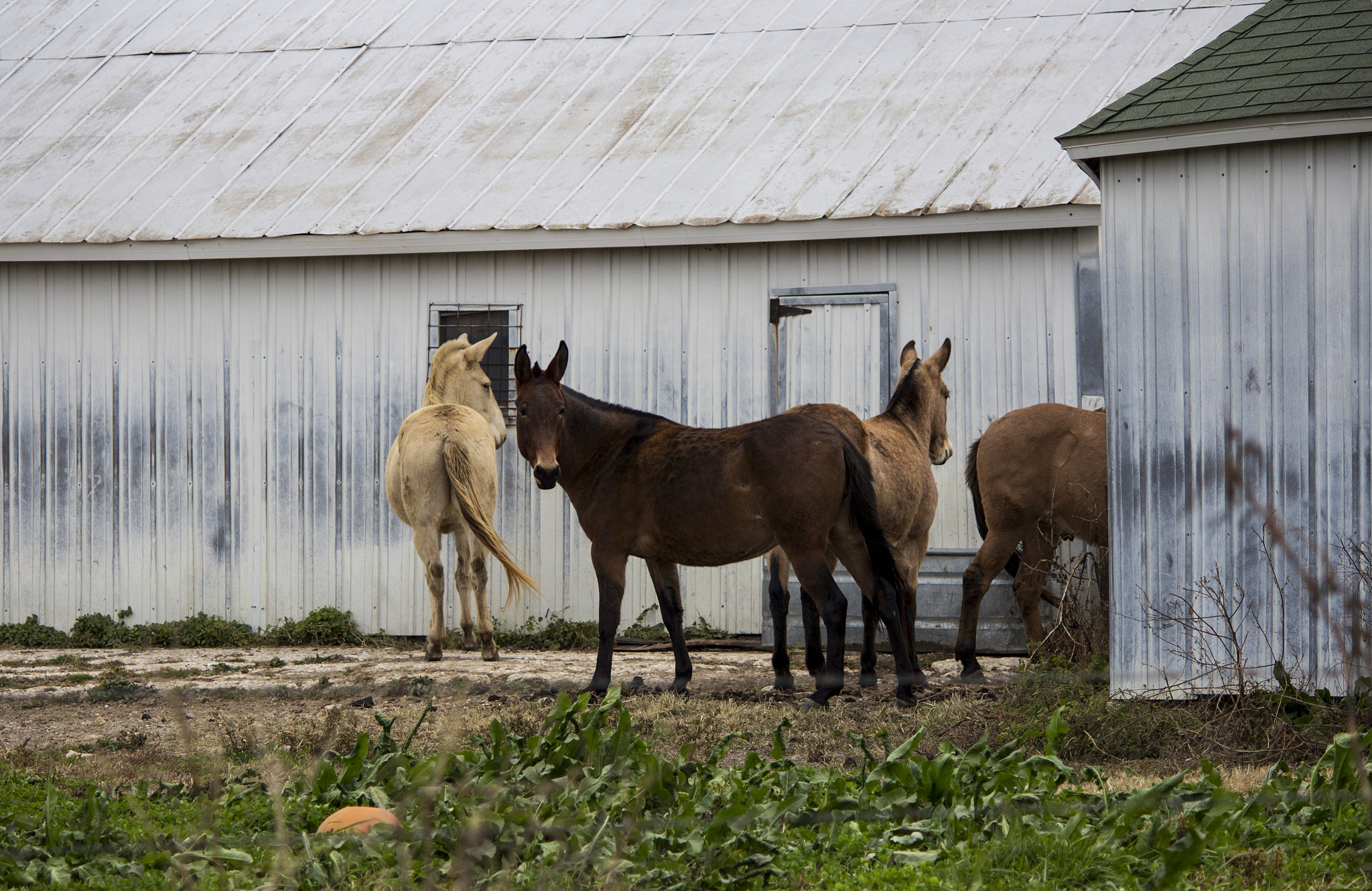 mule in farm