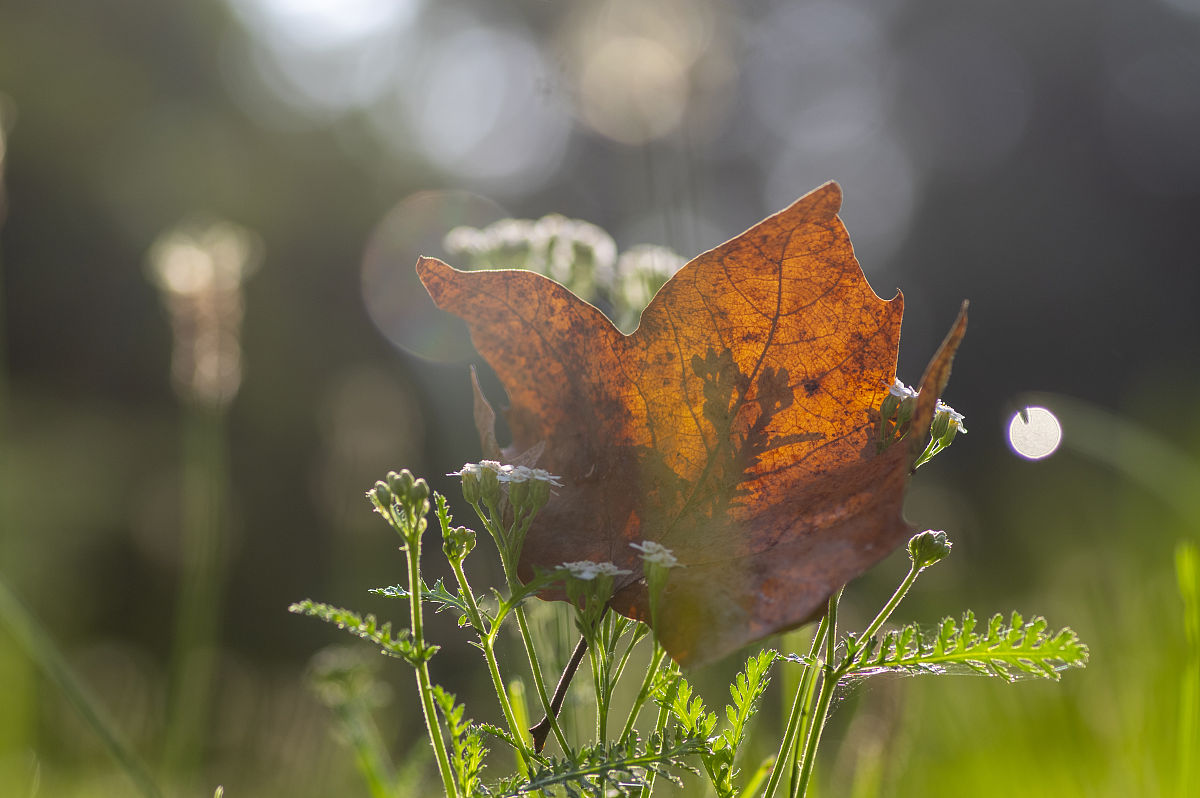 温暖秋日，愿你眼中充满希望
