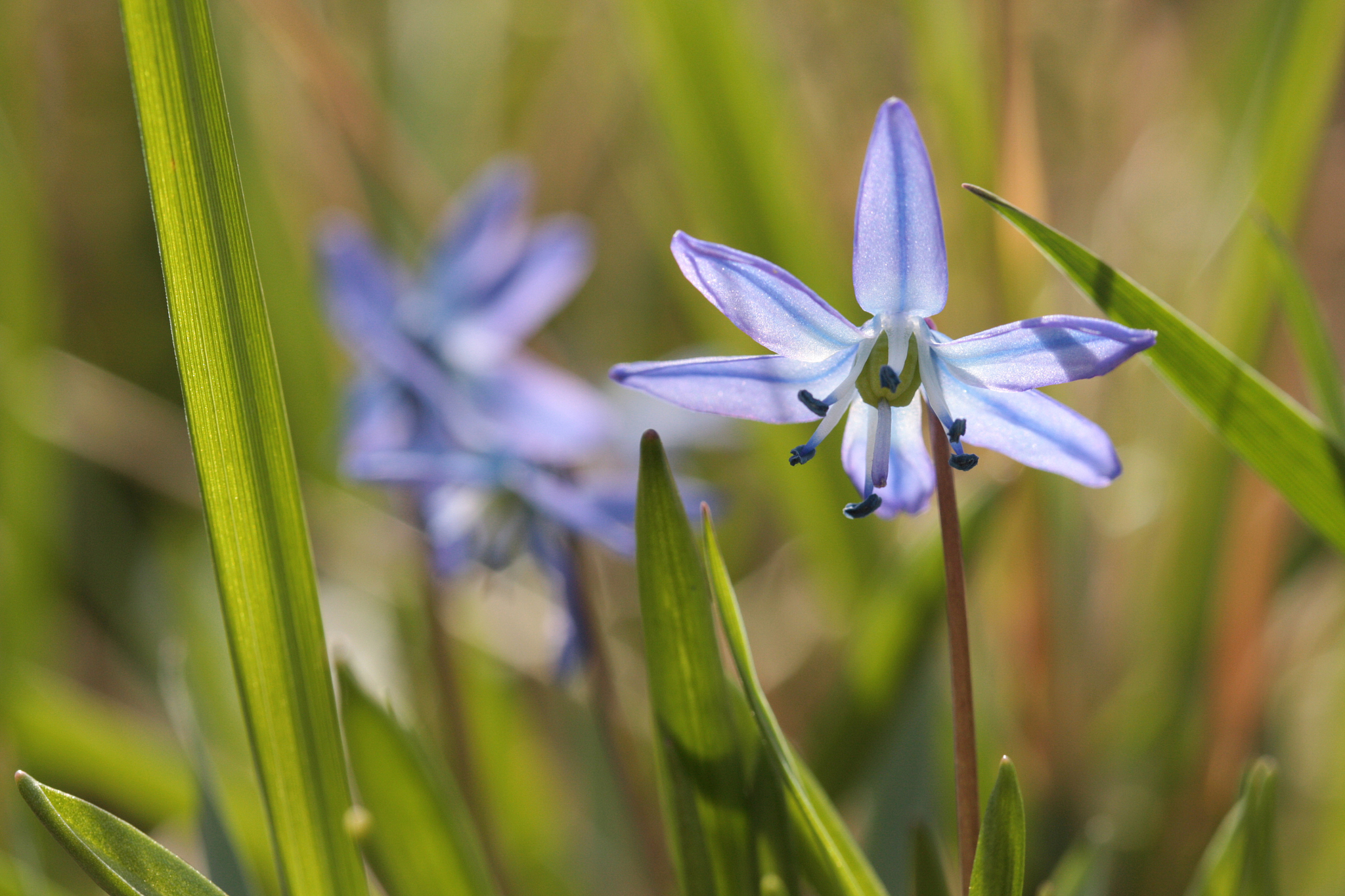 blue siberian squill flowers blooming in spring