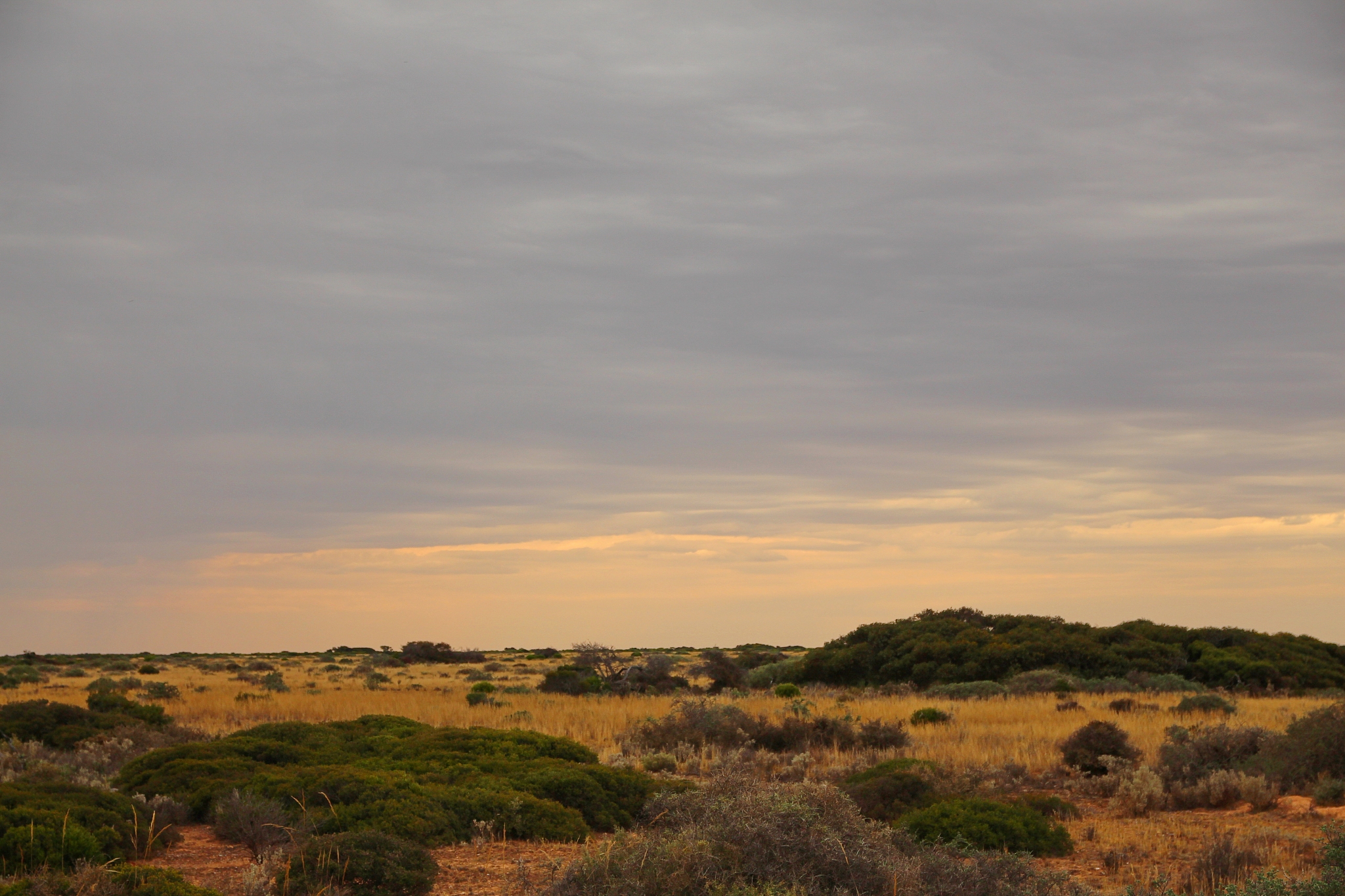the nullarbor plain, australia