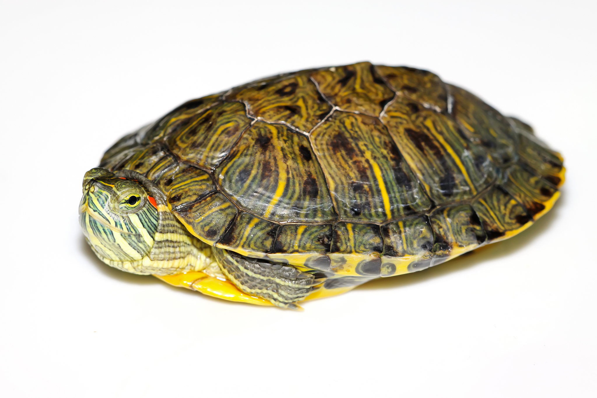 左耳朵红：民间传说还是真实现象？