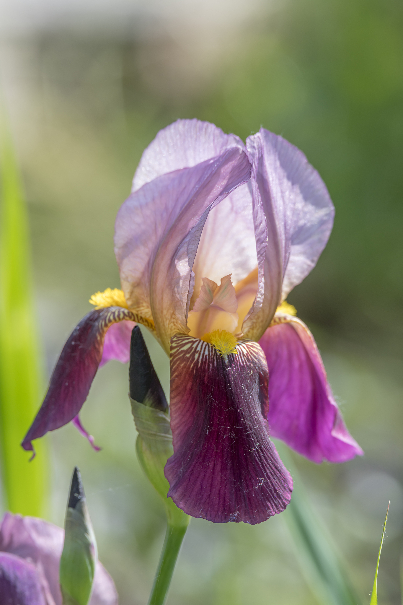lila lilien blüte vor unscharfem grünen hintergrund