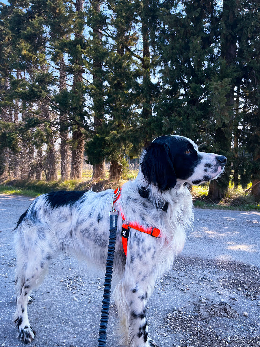 为什么有些人身边总有一只皮克斯？